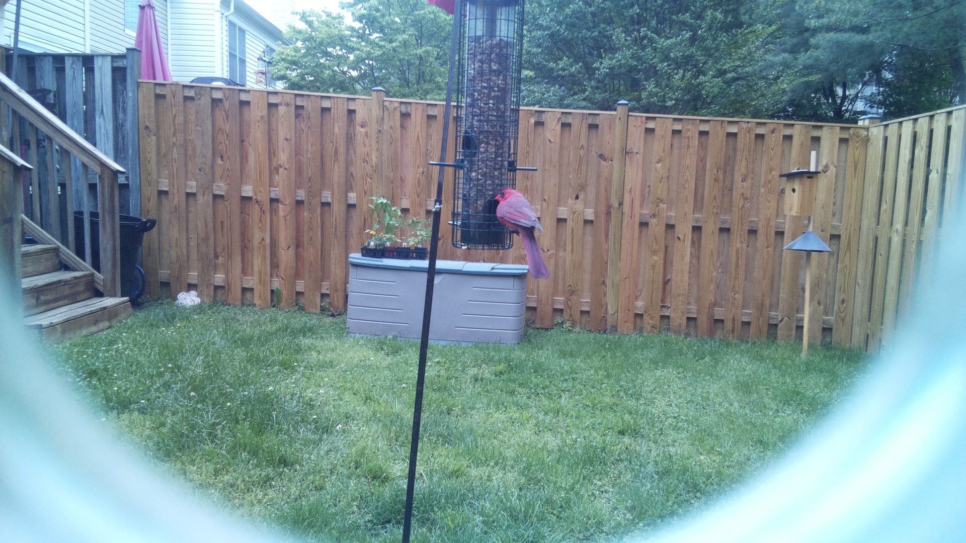 Unknown Bird