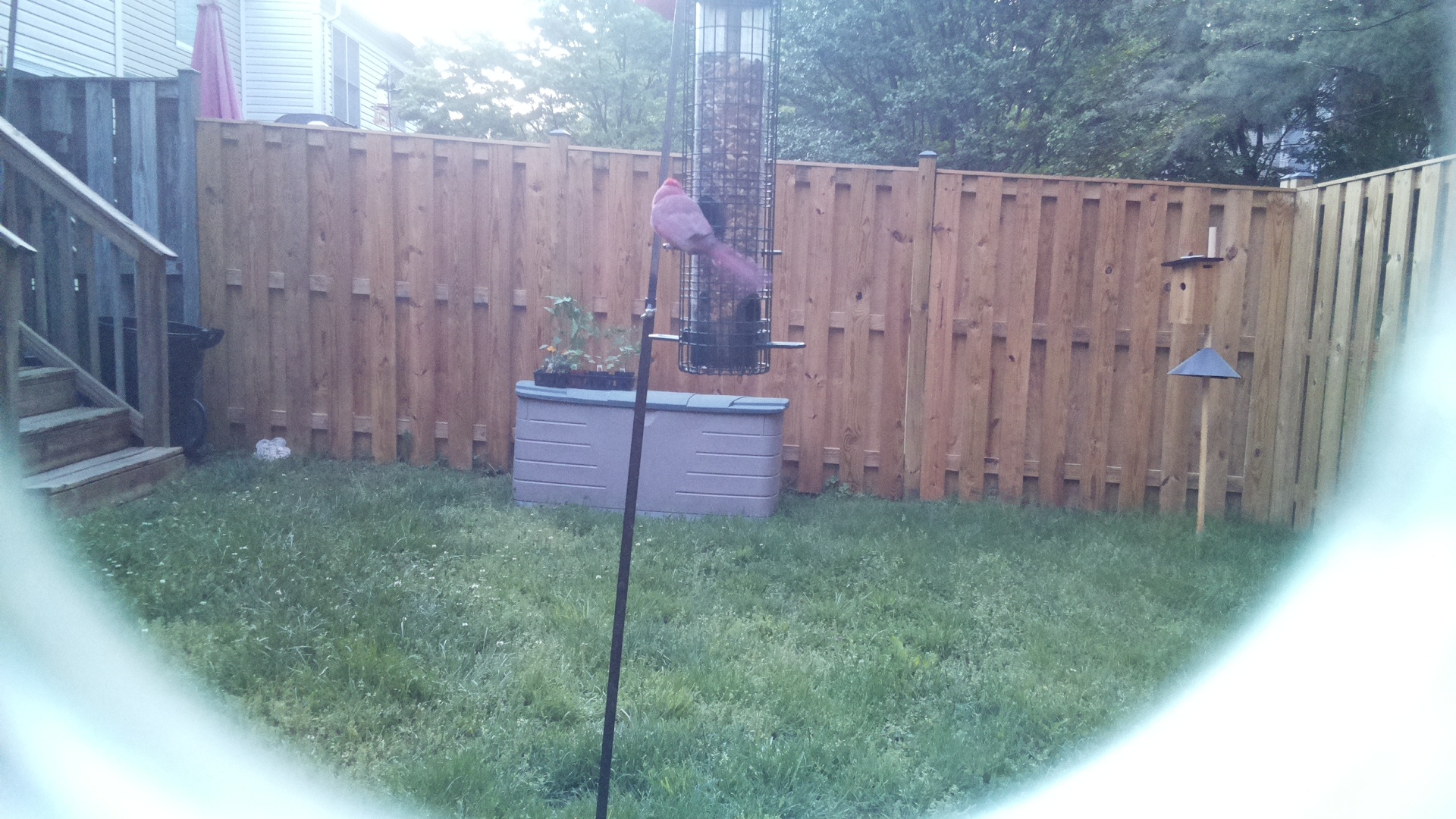 Unknown Bird