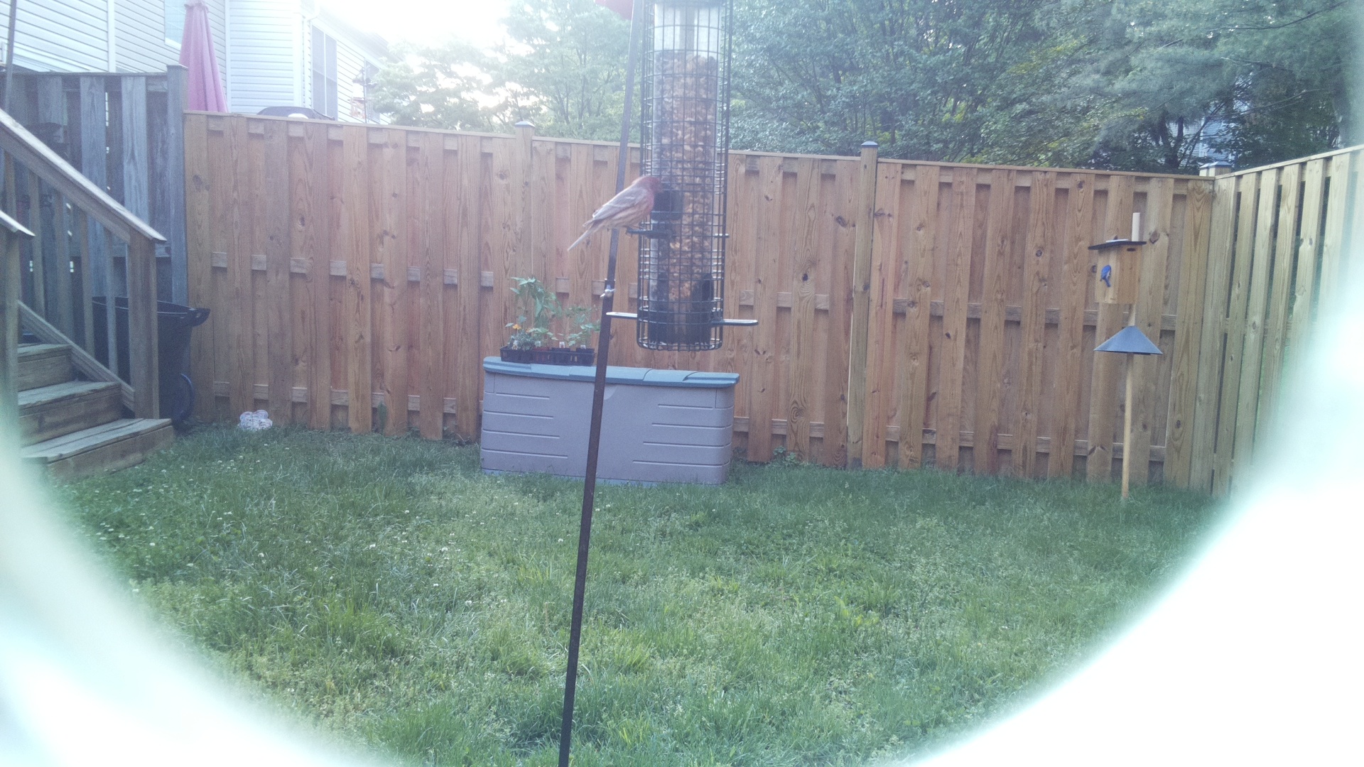 Unknown Bird
