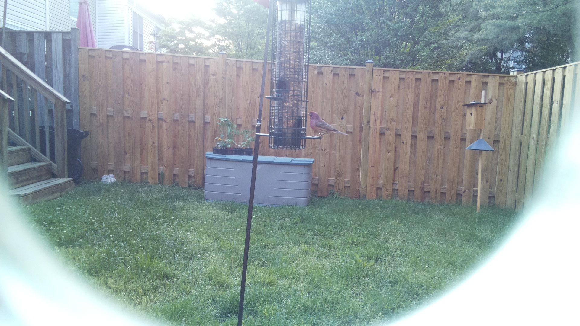 Unknown Bird