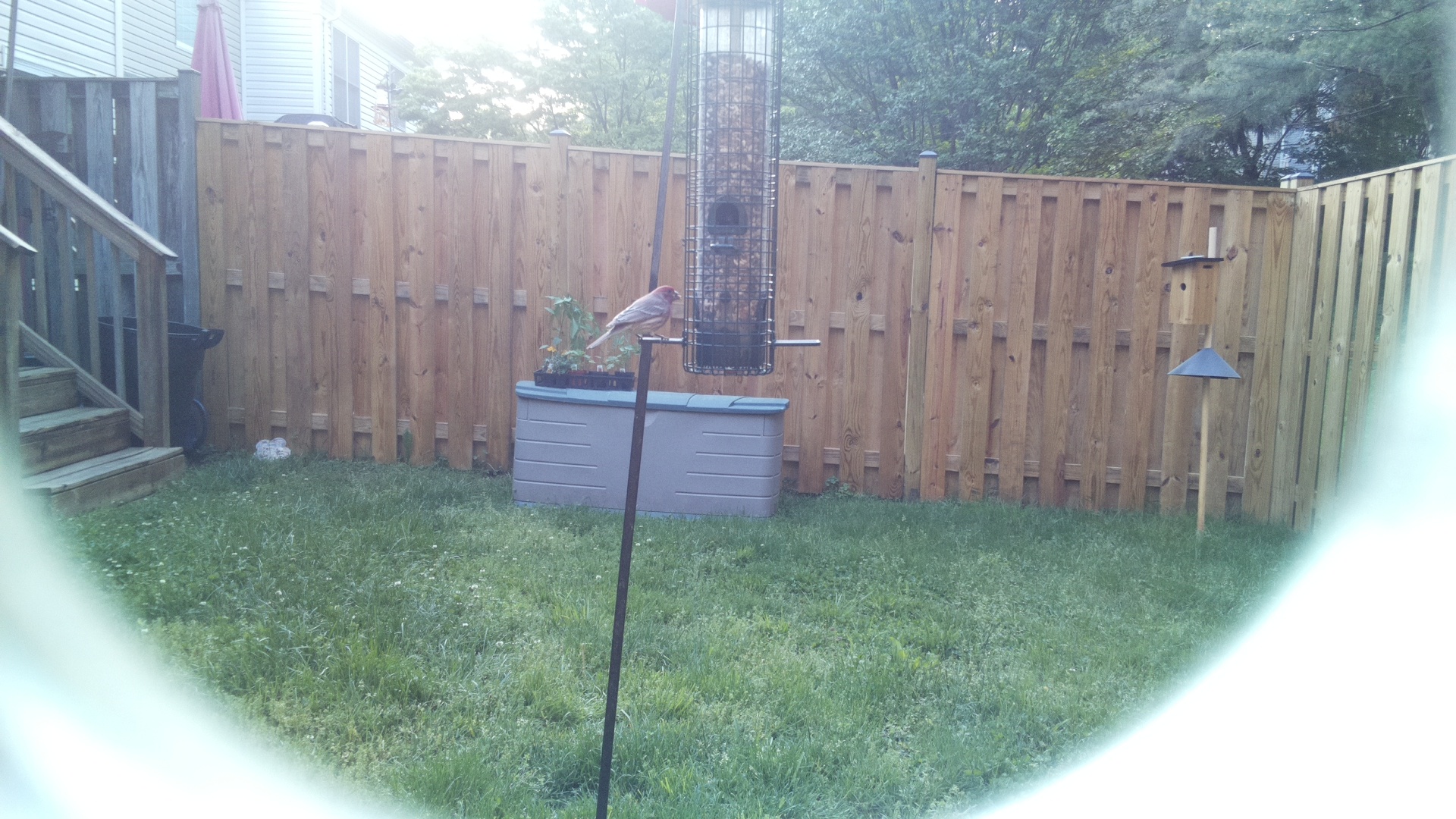 Unknown Bird