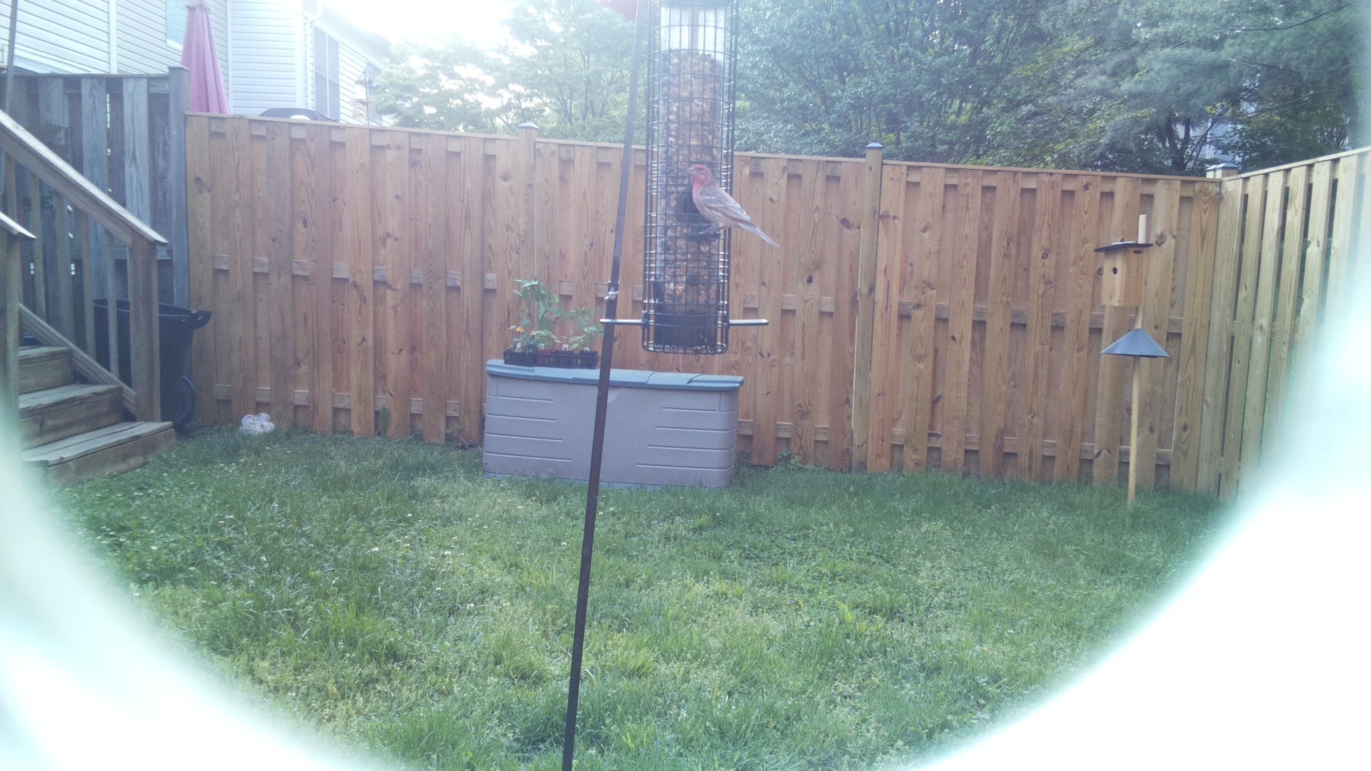 Unknown Bird