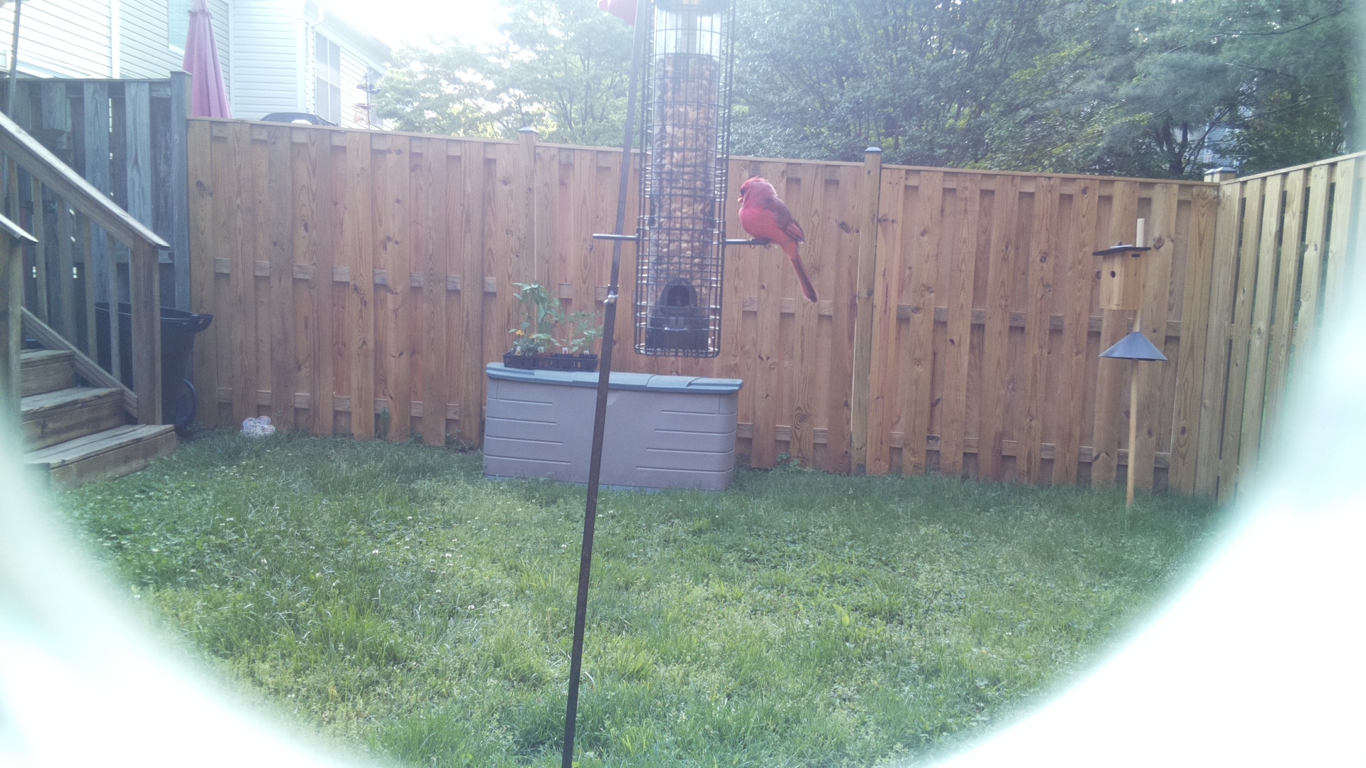Unknown Bird
