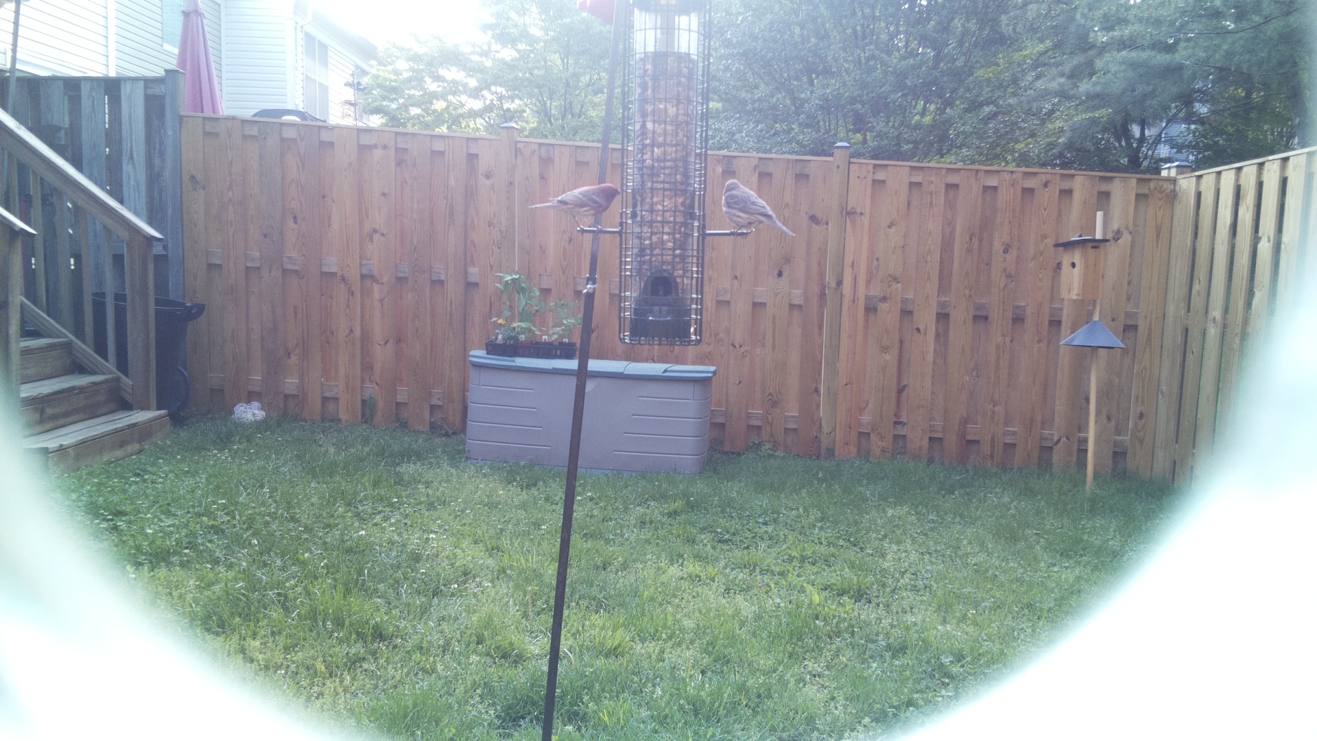 Unknown Bird