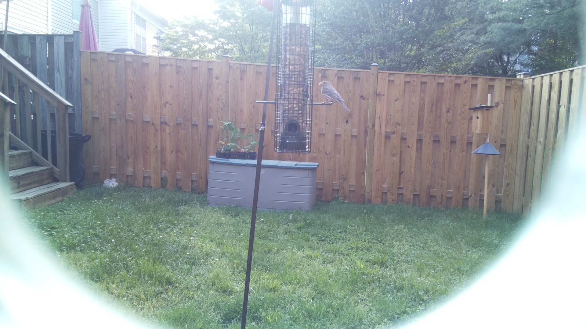 Unknown Bird