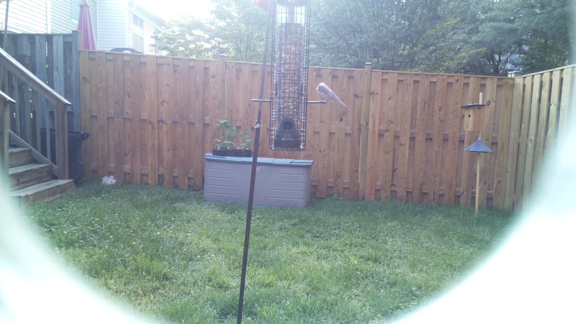 Unknown Bird