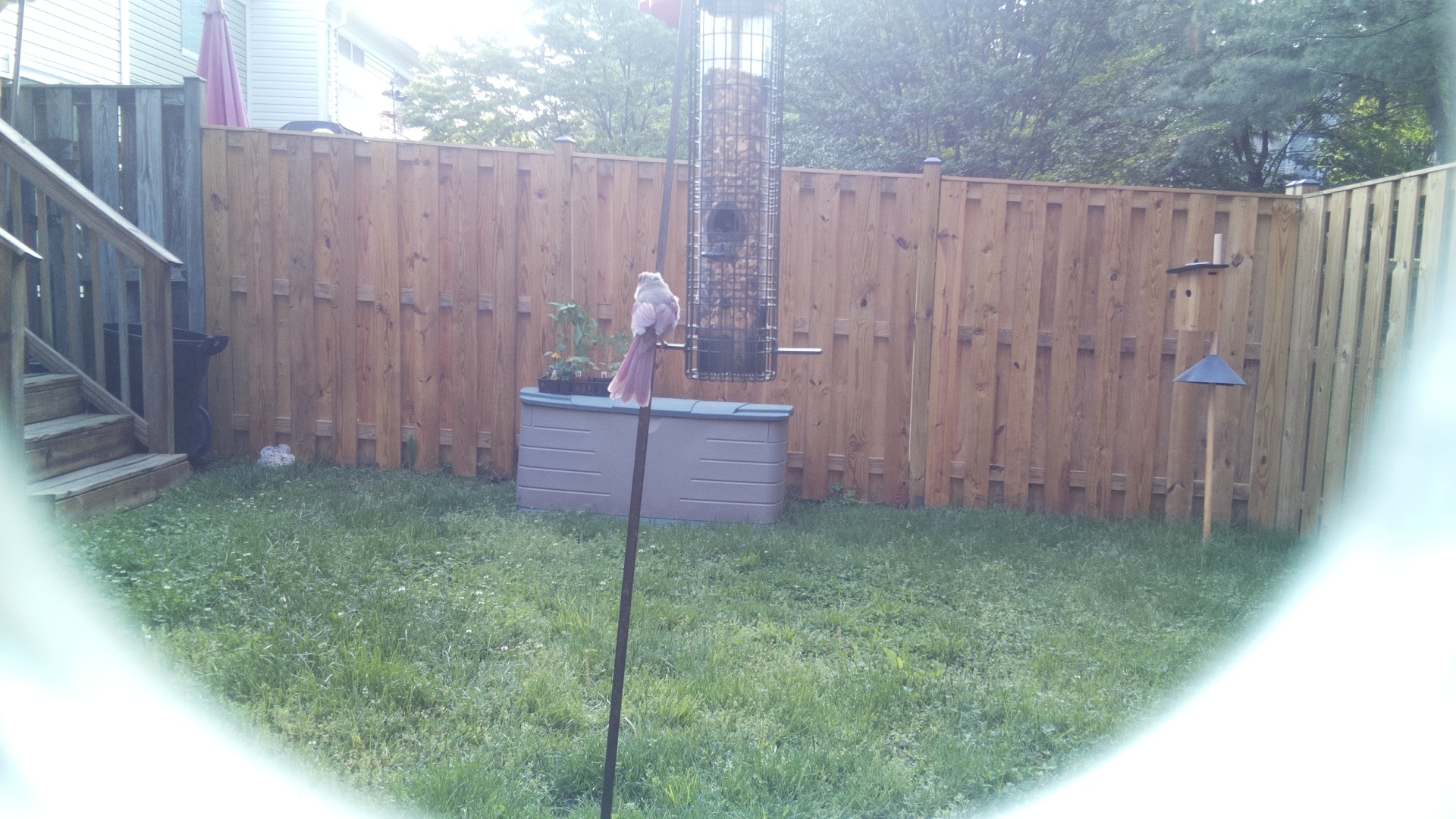 Unknown Bird