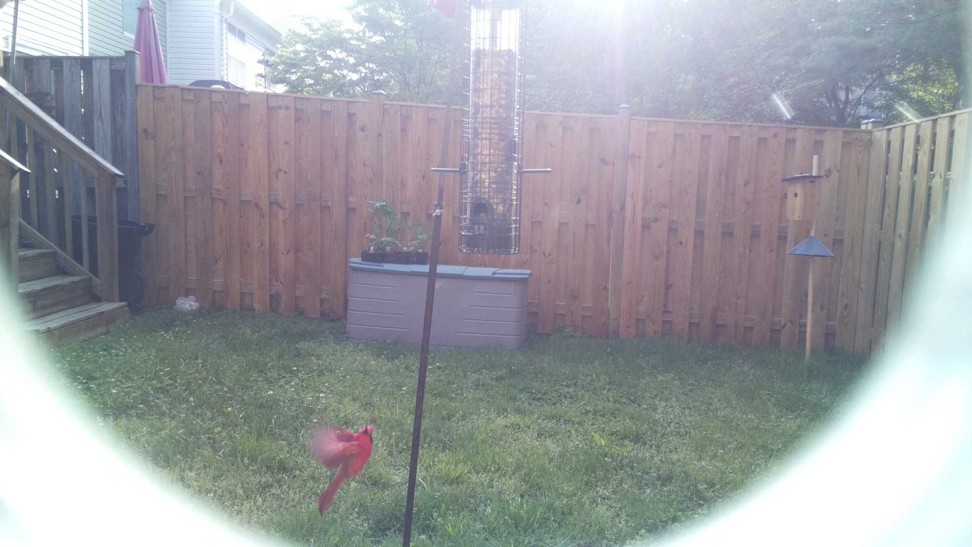 Unknown Bird