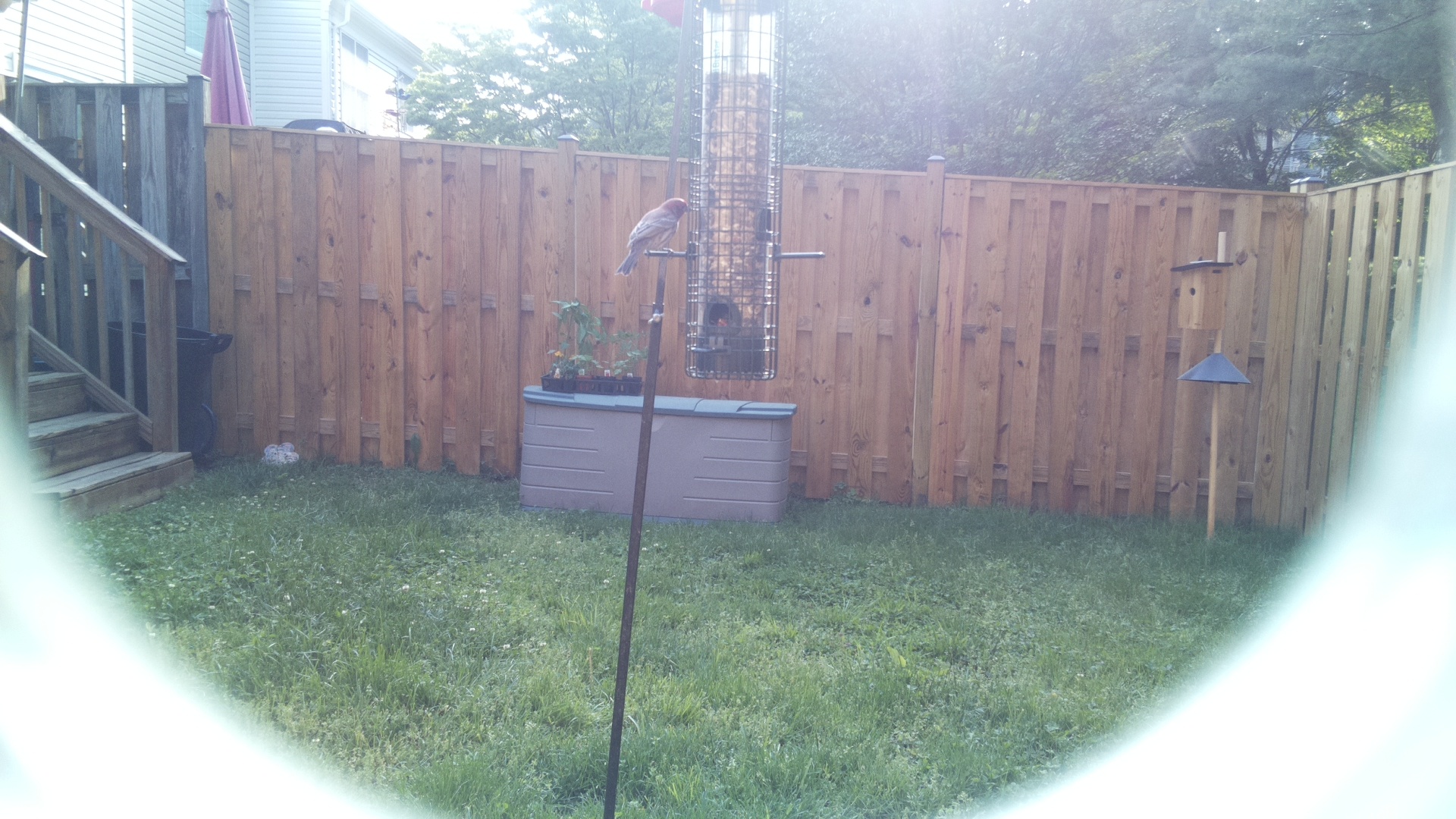 Unknown Bird