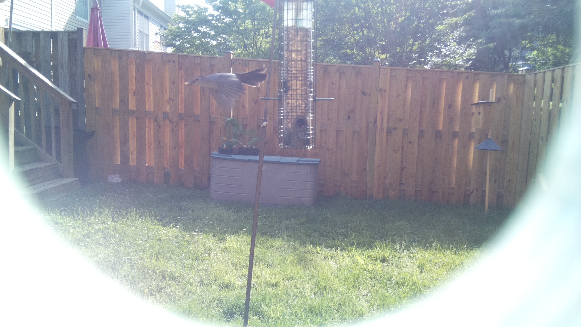 Unknown Bird