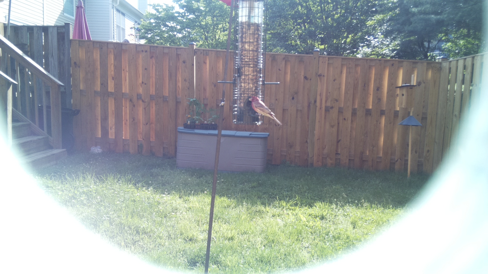 Unknown Bird