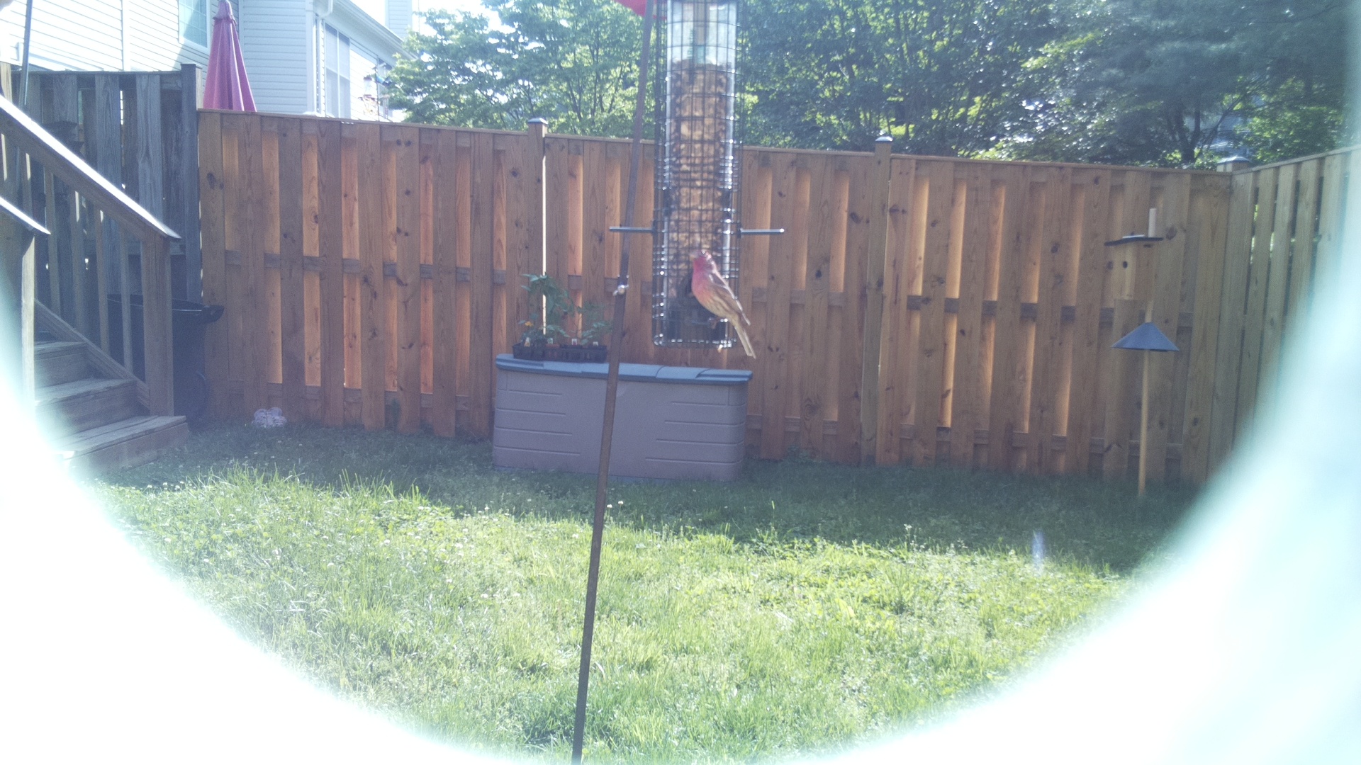Unknown Bird