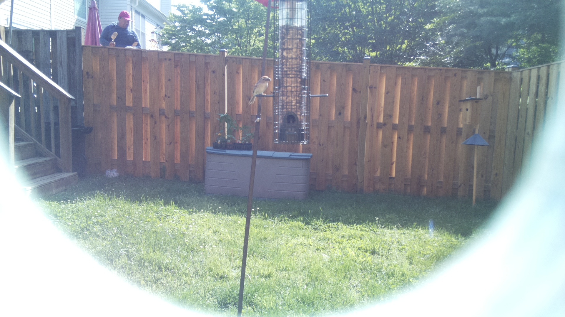 Unknown Bird