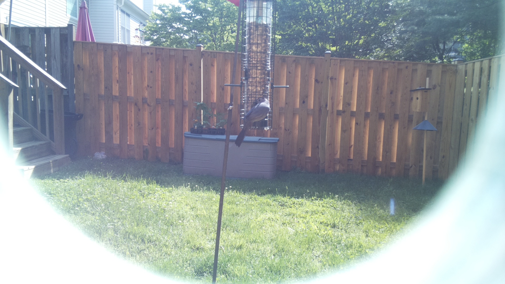 Unknown Bird