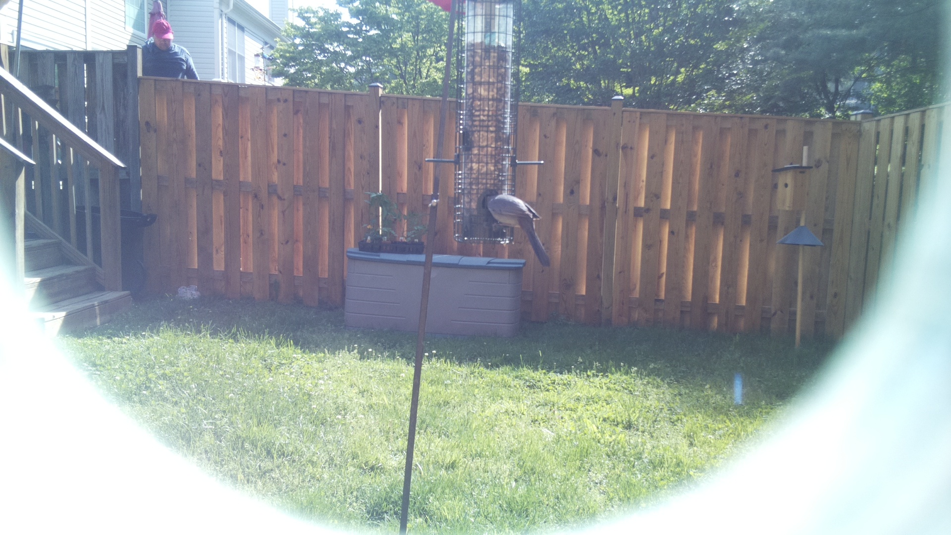 Unknown Bird