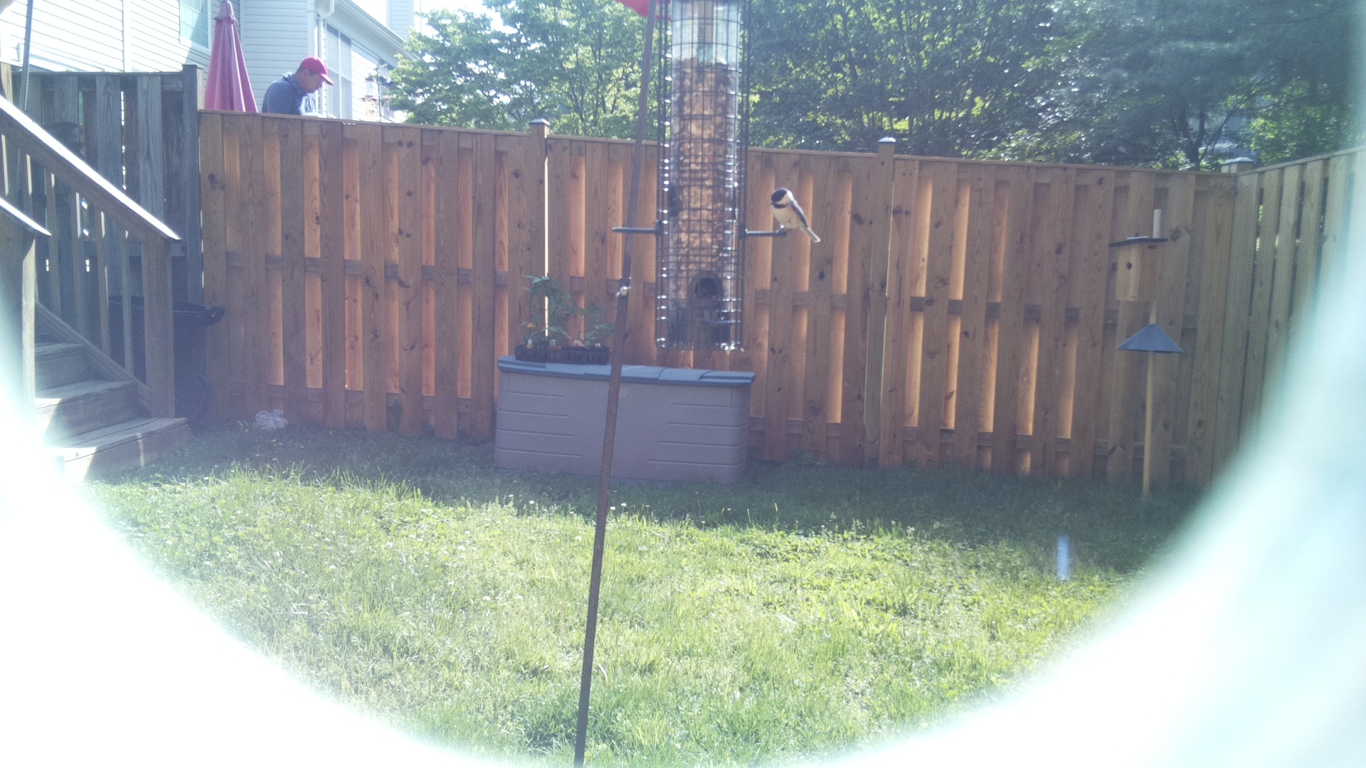 Unknown Bird