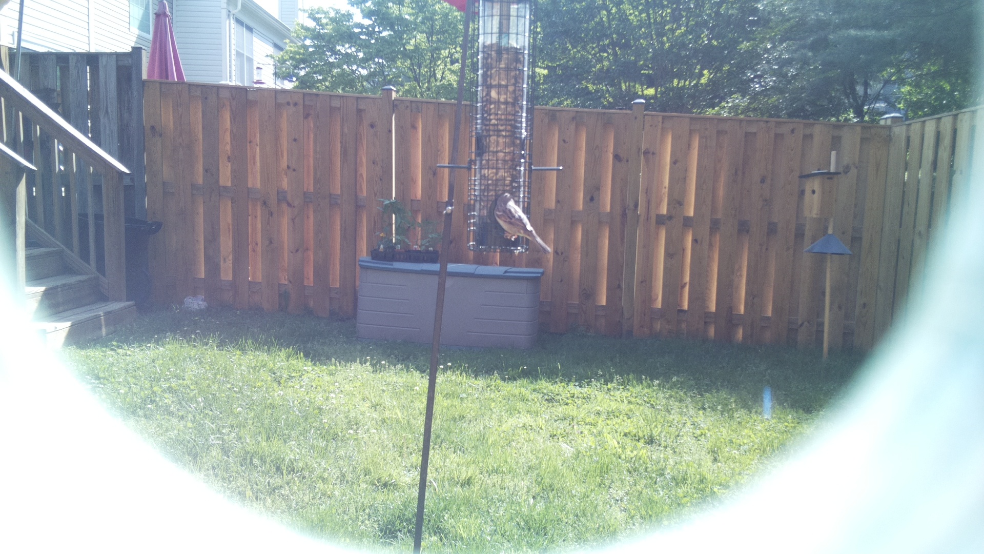 Unknown Bird