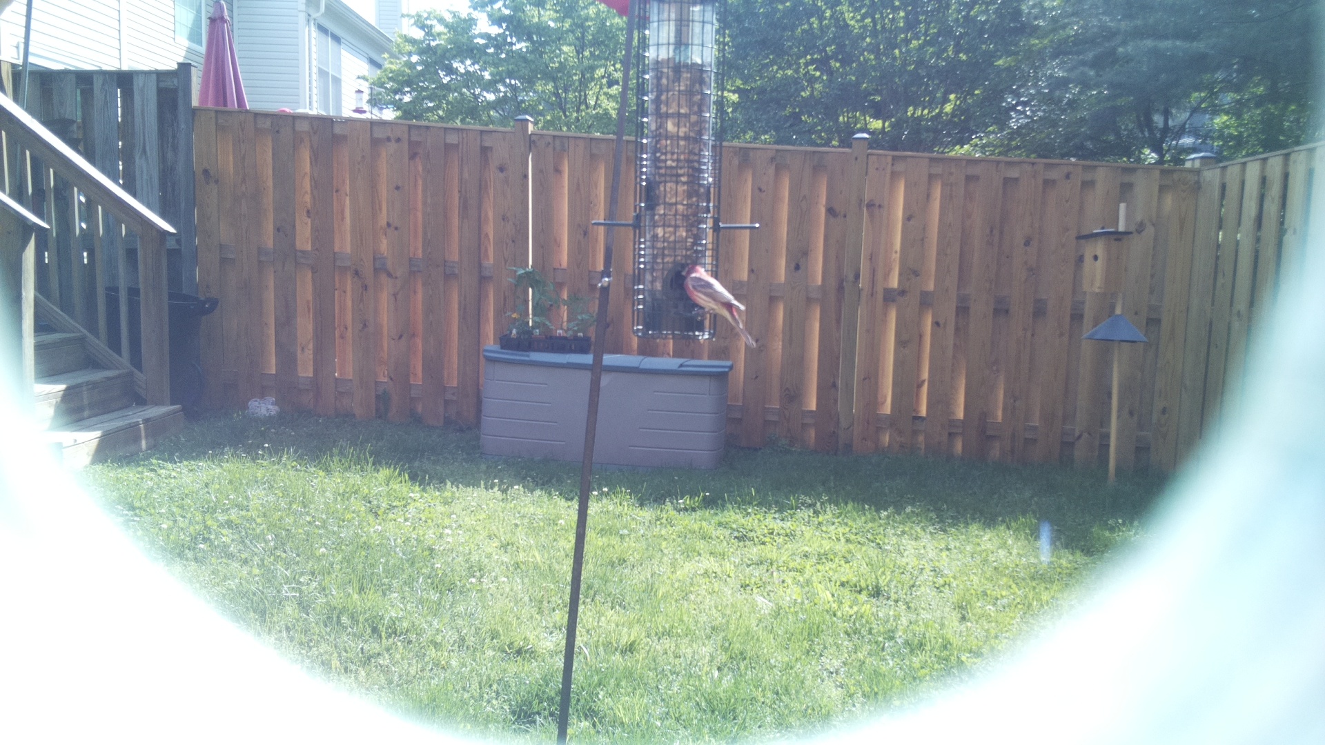 Unknown Bird