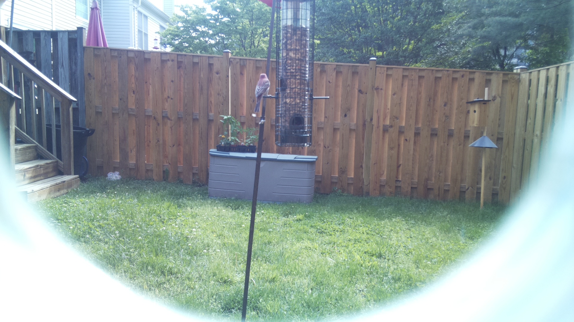 Unknown Bird