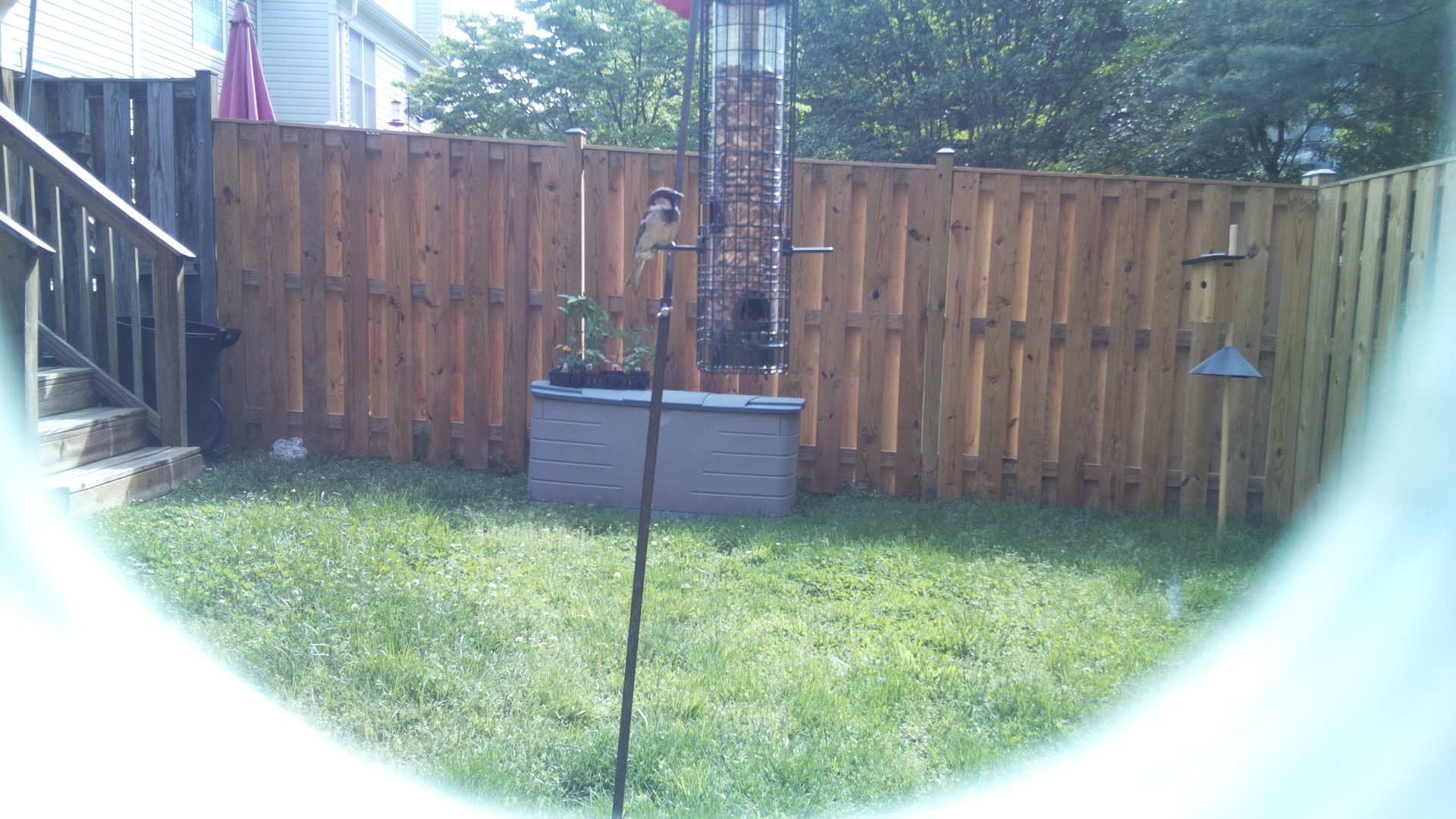Unknown Bird