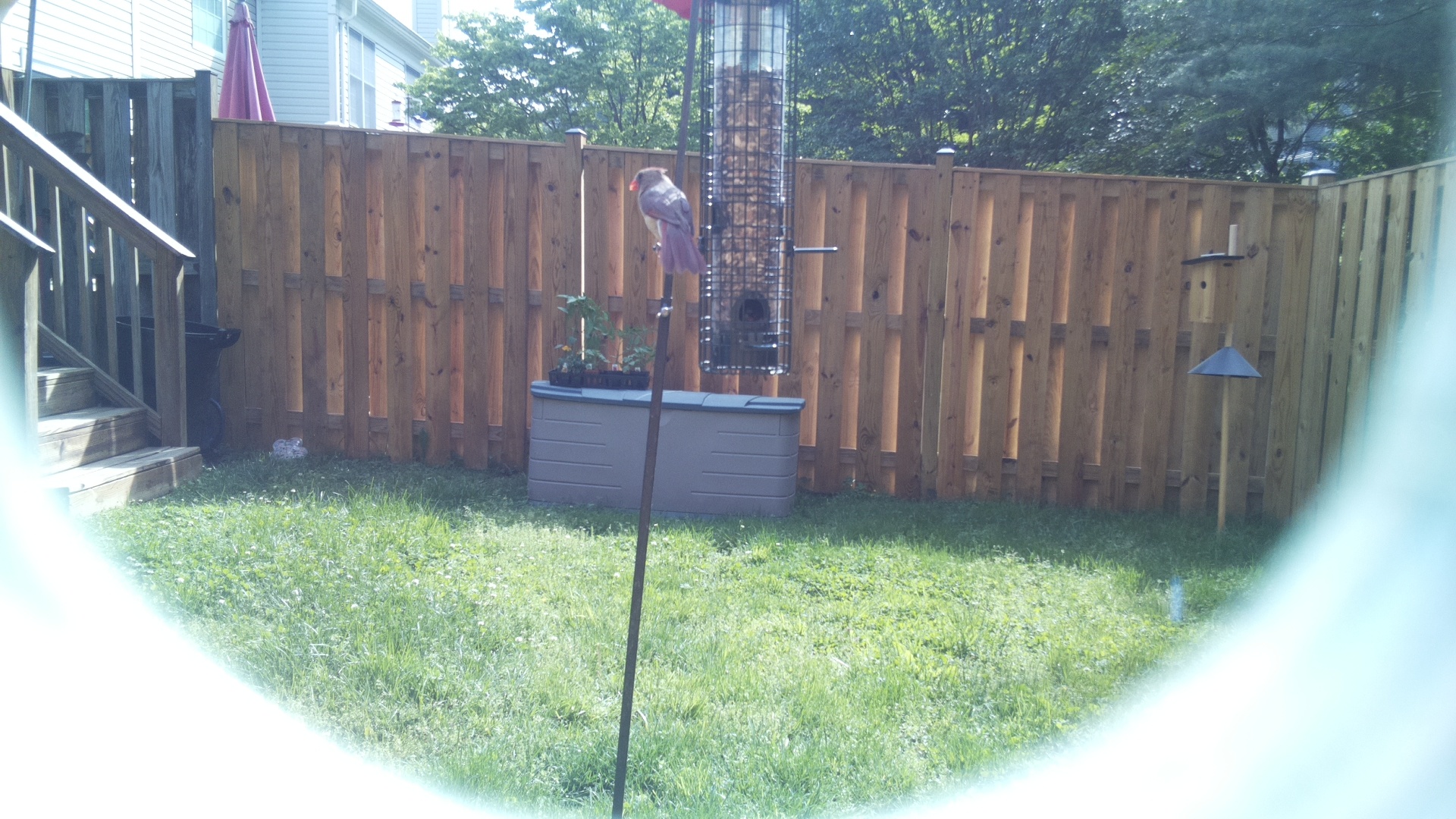 Unknown Bird