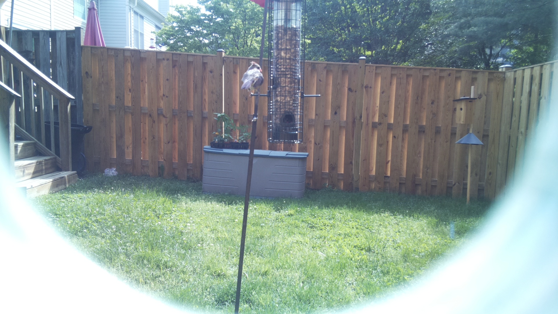 Unknown Bird