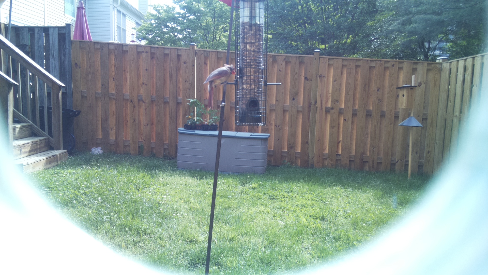 Unknown Bird