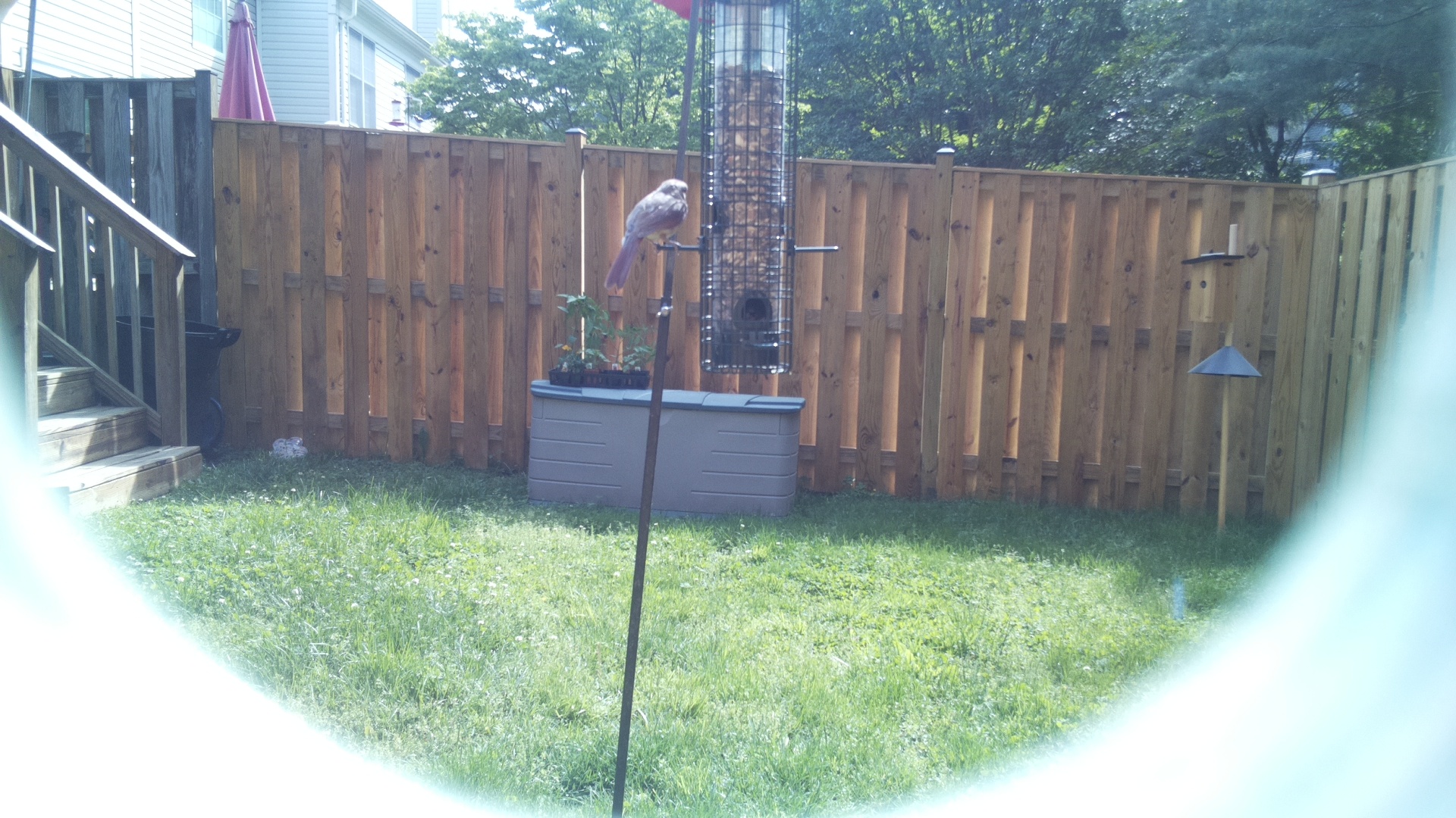 Unknown Bird