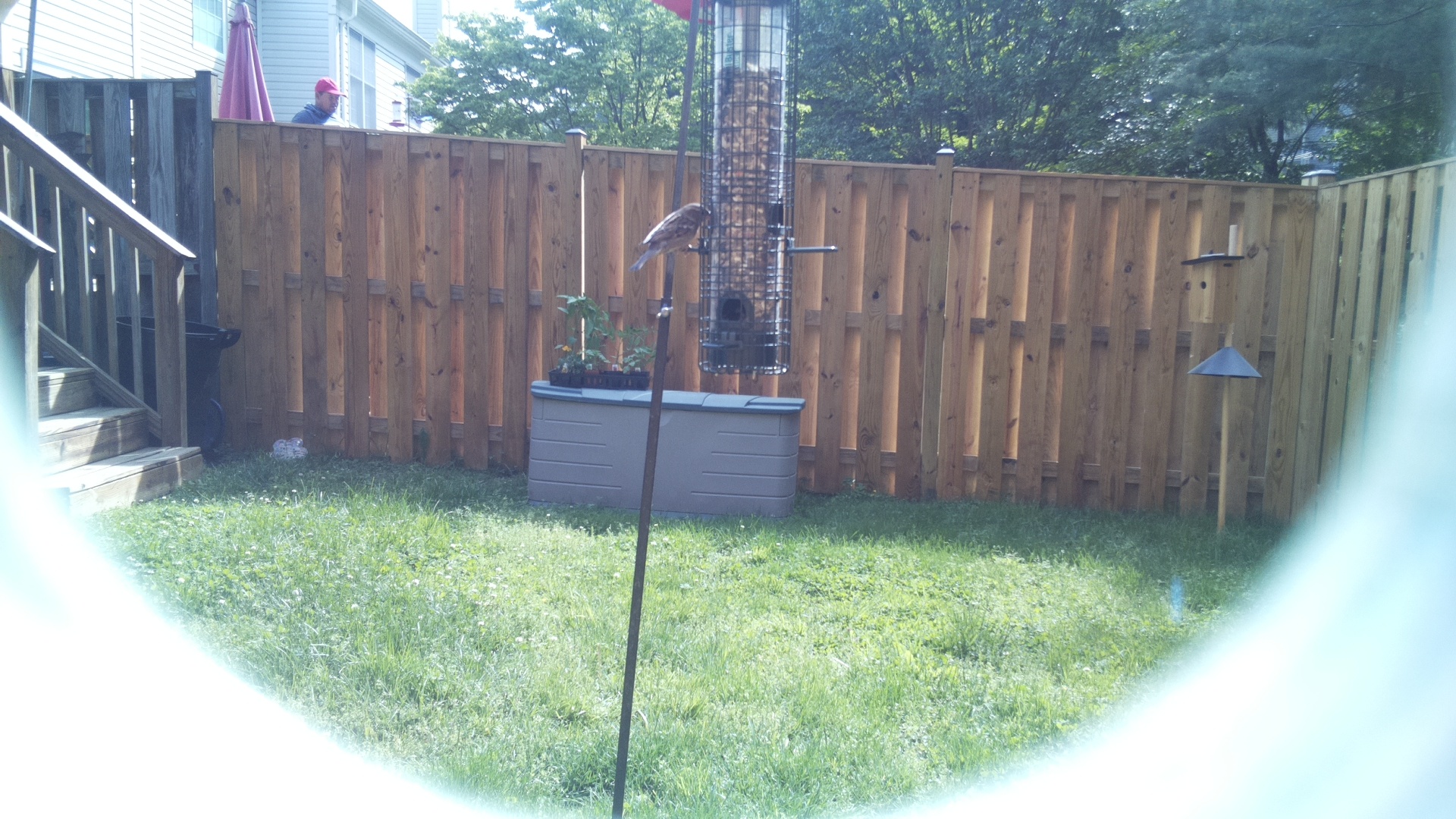 Unknown Bird