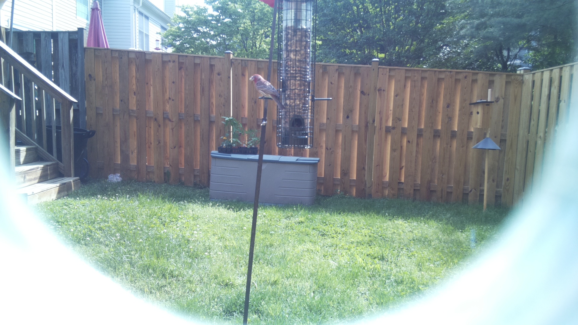Unknown Bird