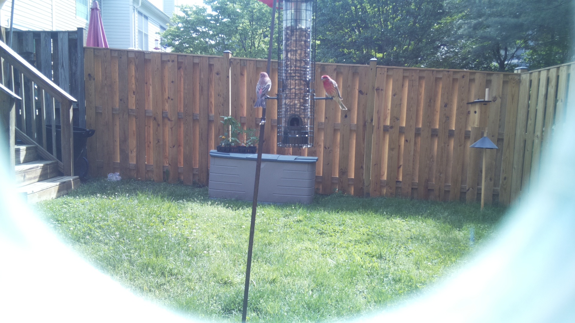 Unknown Bird