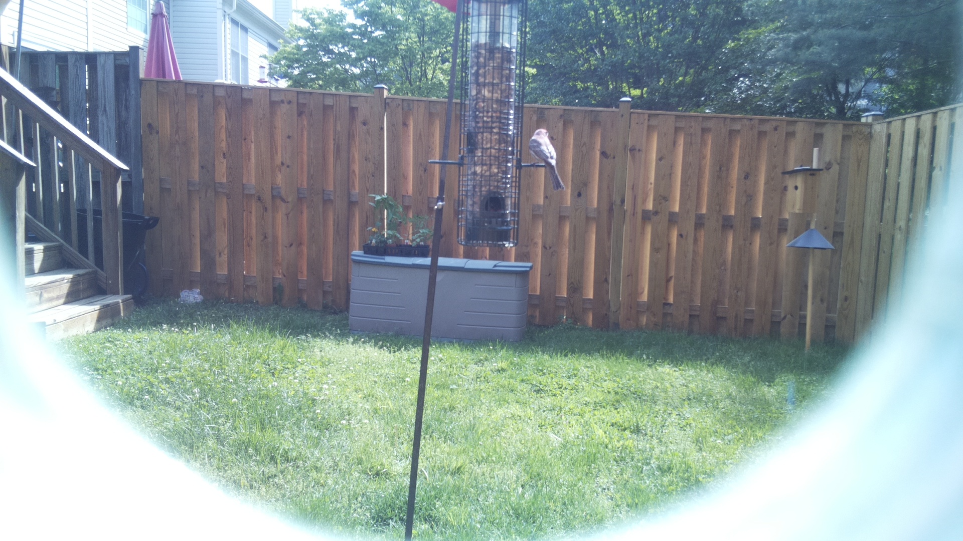 Unknown Bird