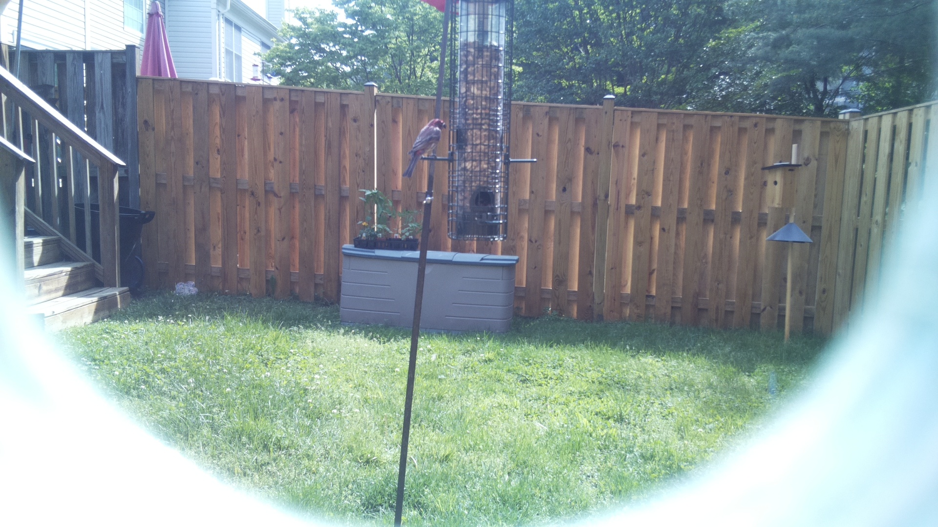 Unknown Bird