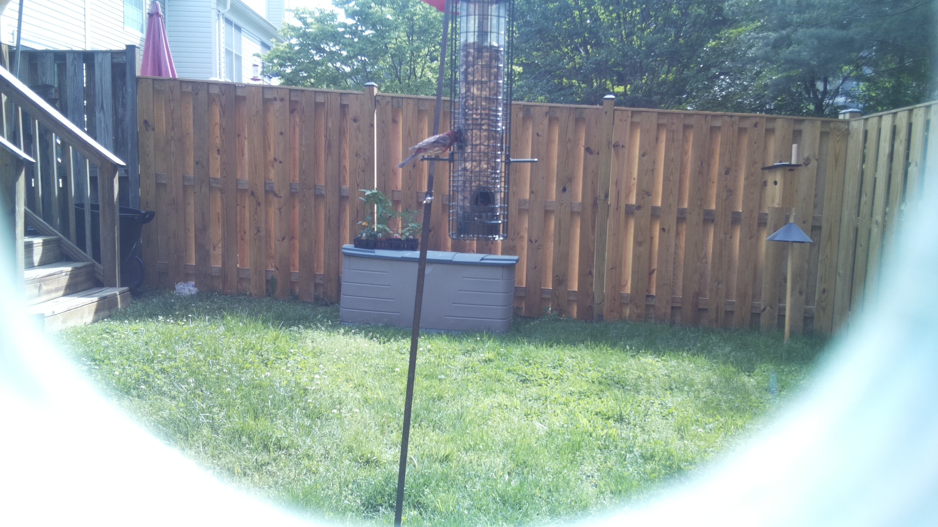 Unknown Bird