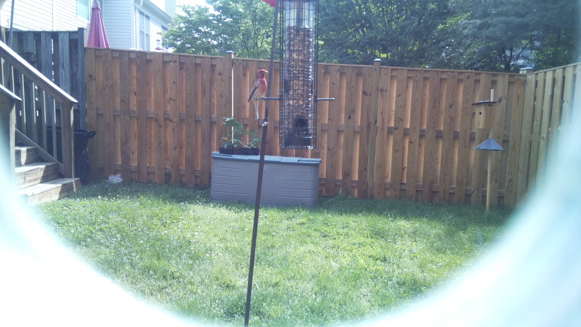 Unknown Bird