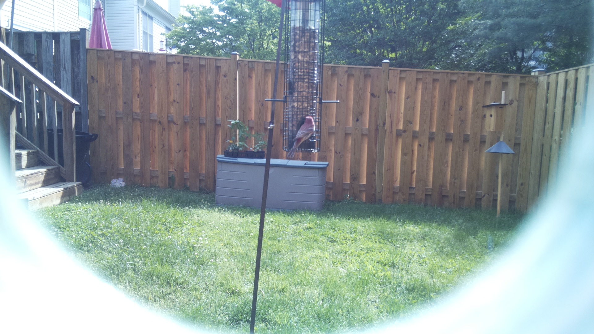 Unknown Bird