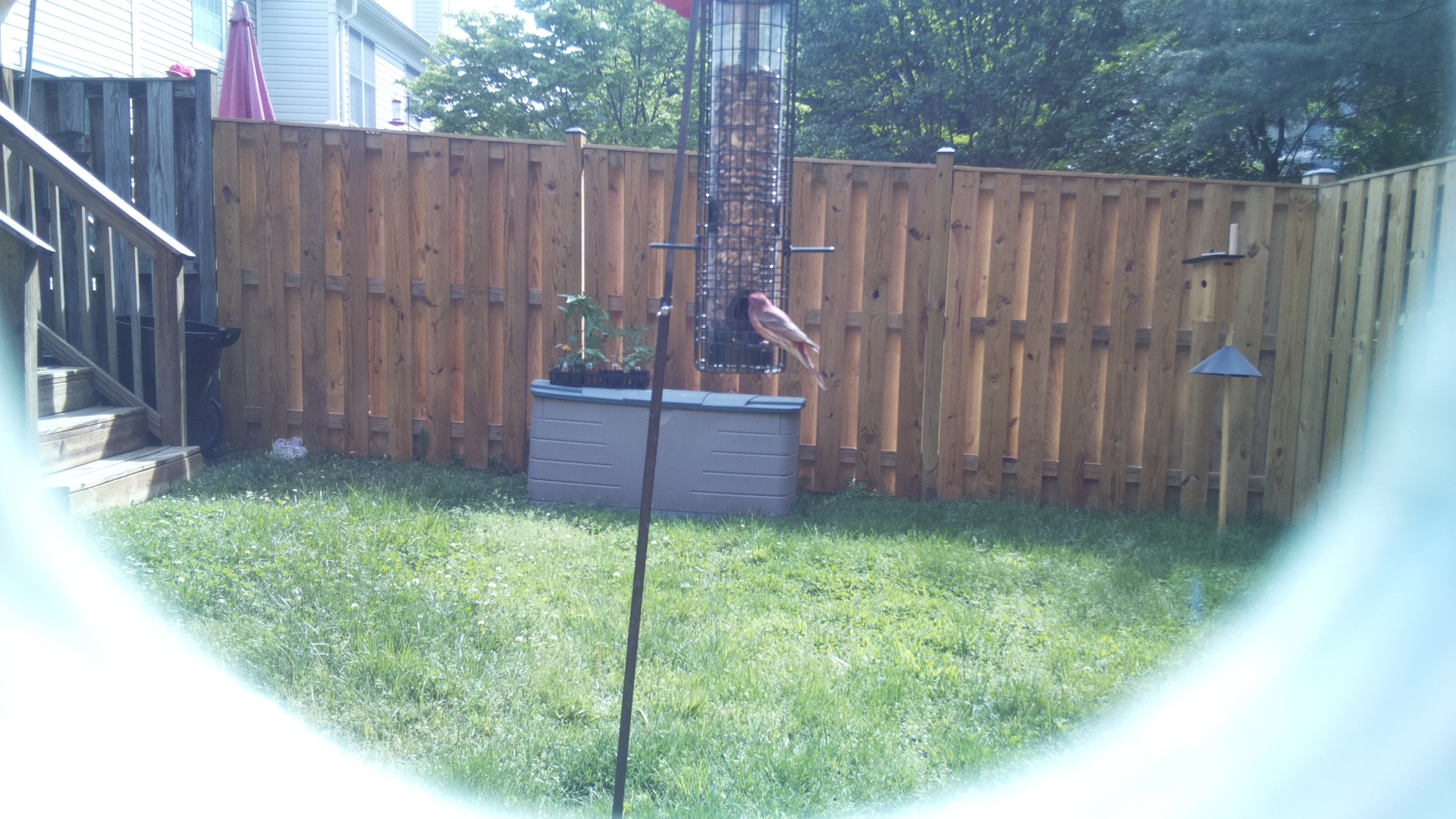 Unknown Bird