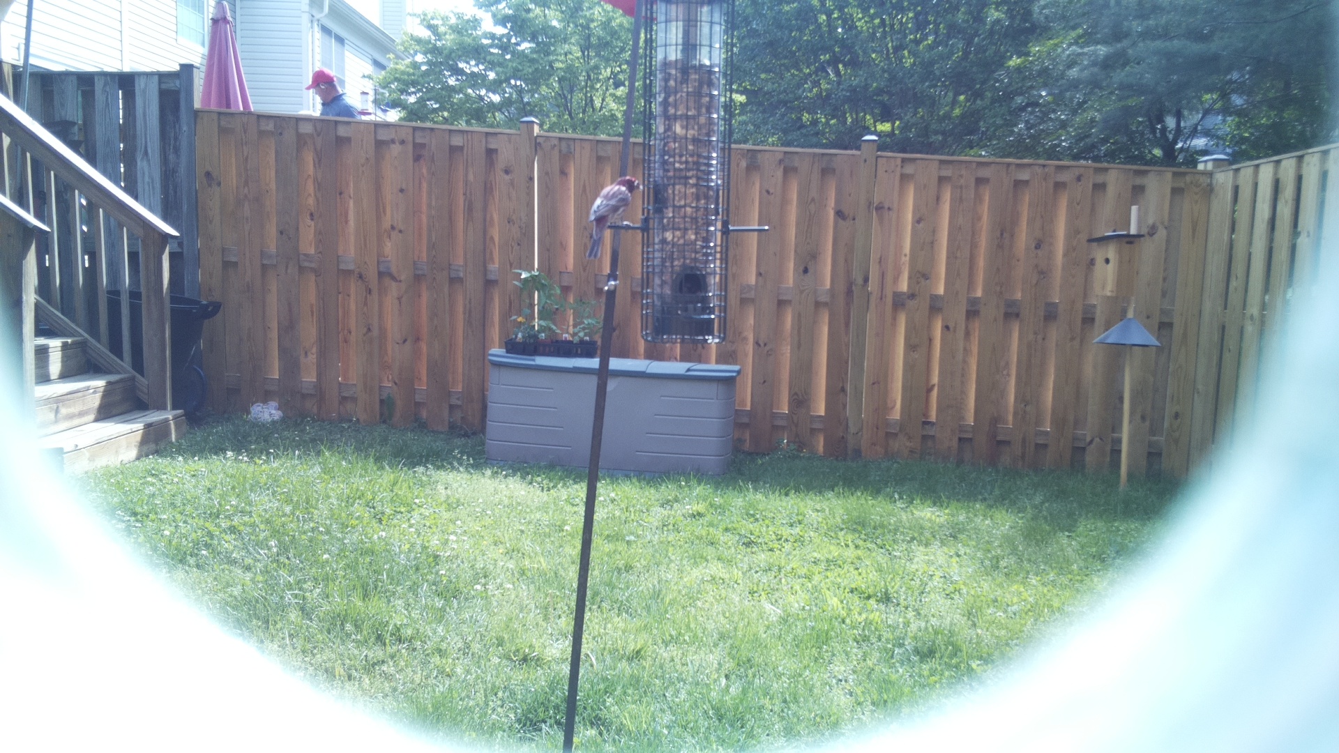 Unknown Bird