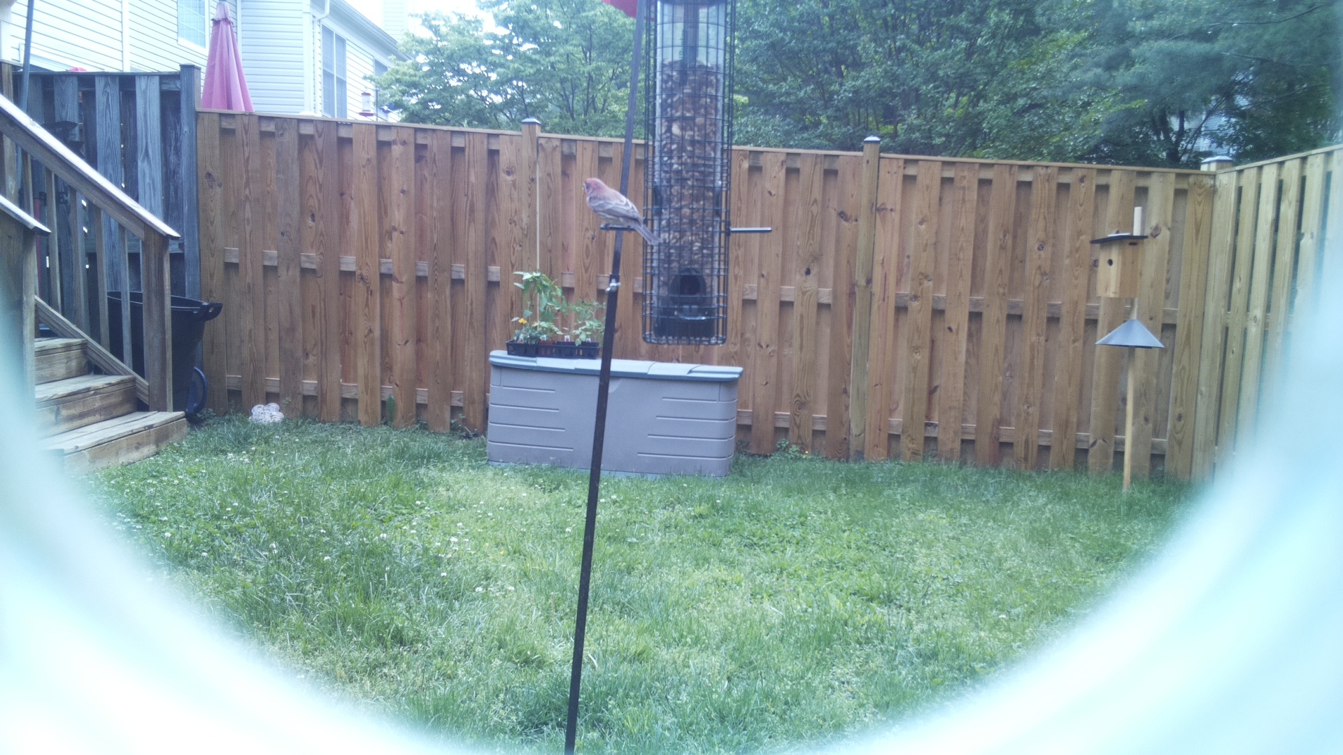 Unknown Bird
