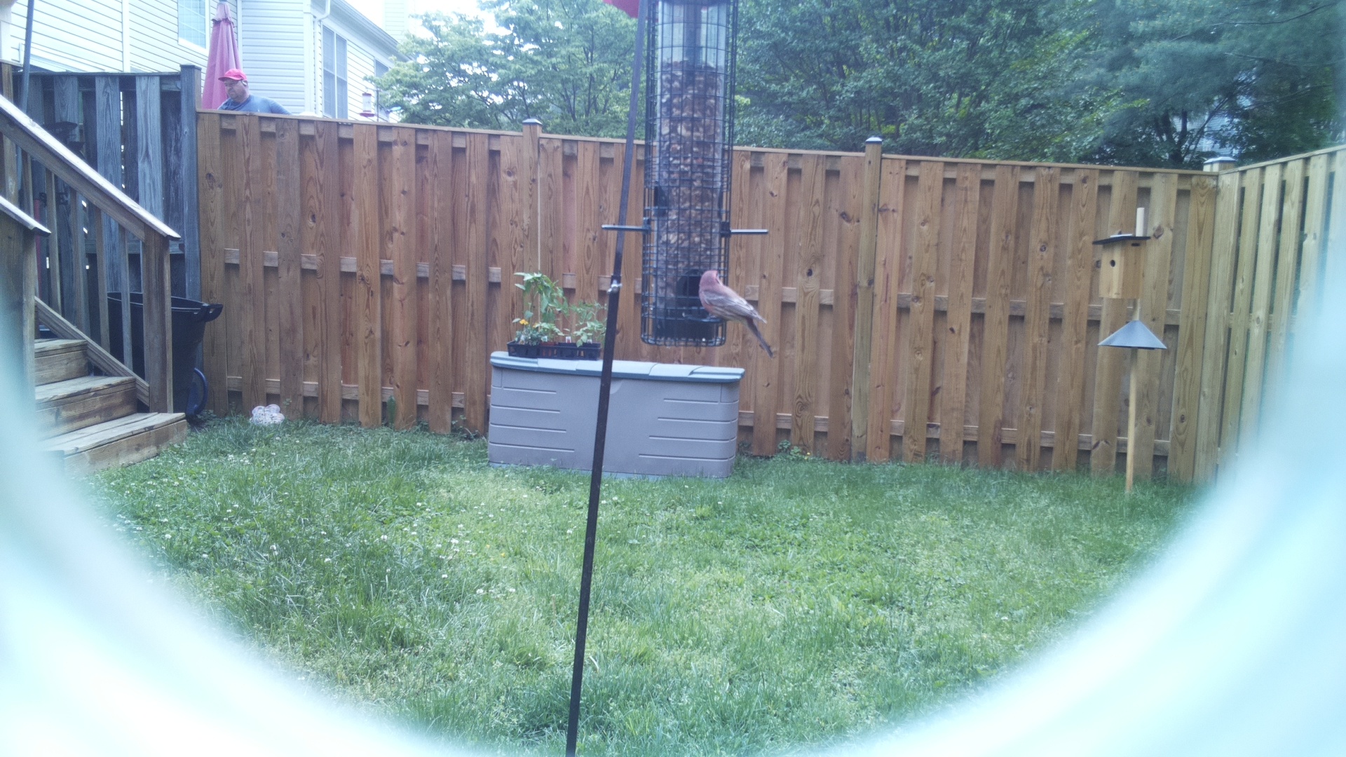 Unknown Bird