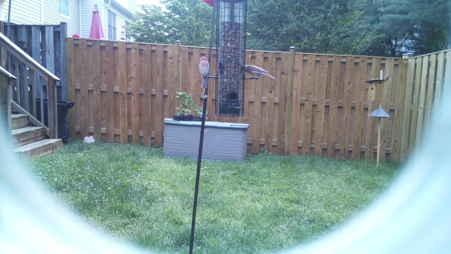Unknown Bird