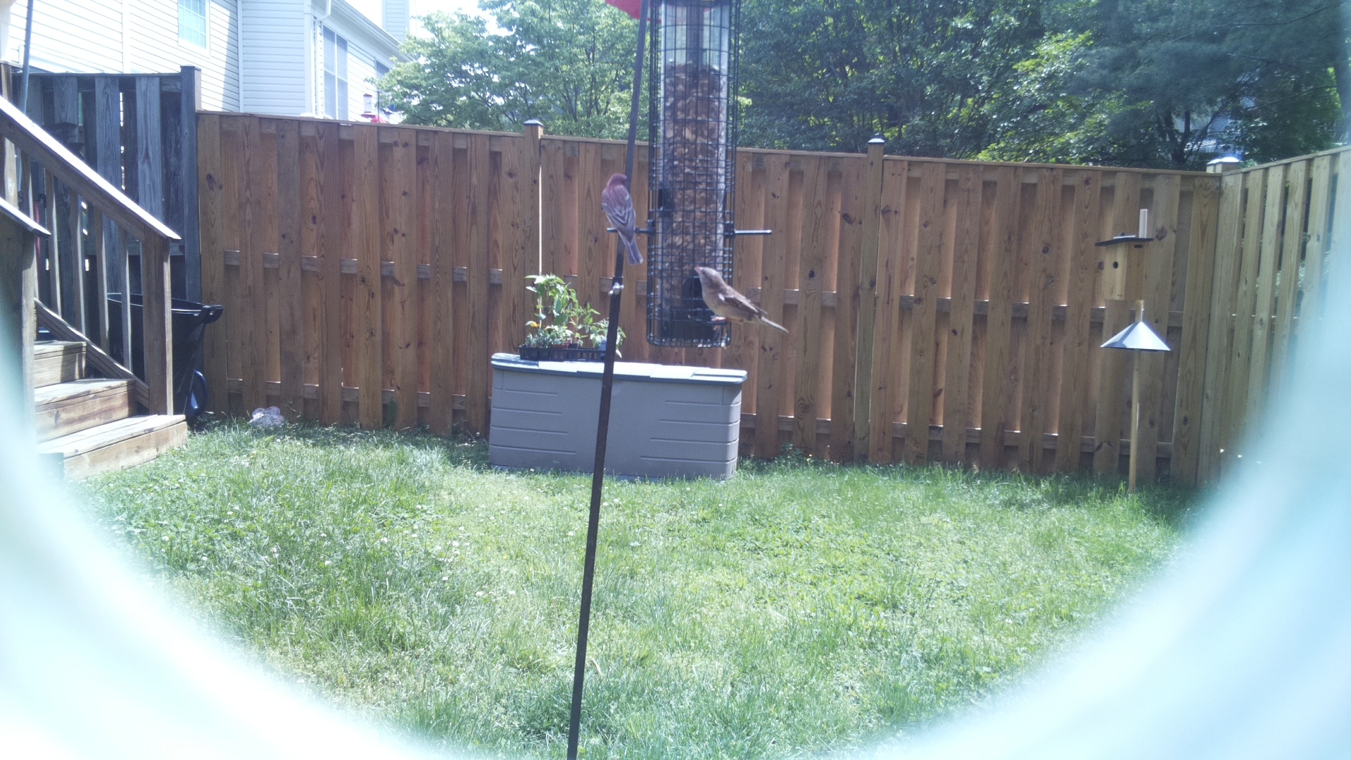 Unknown Bird