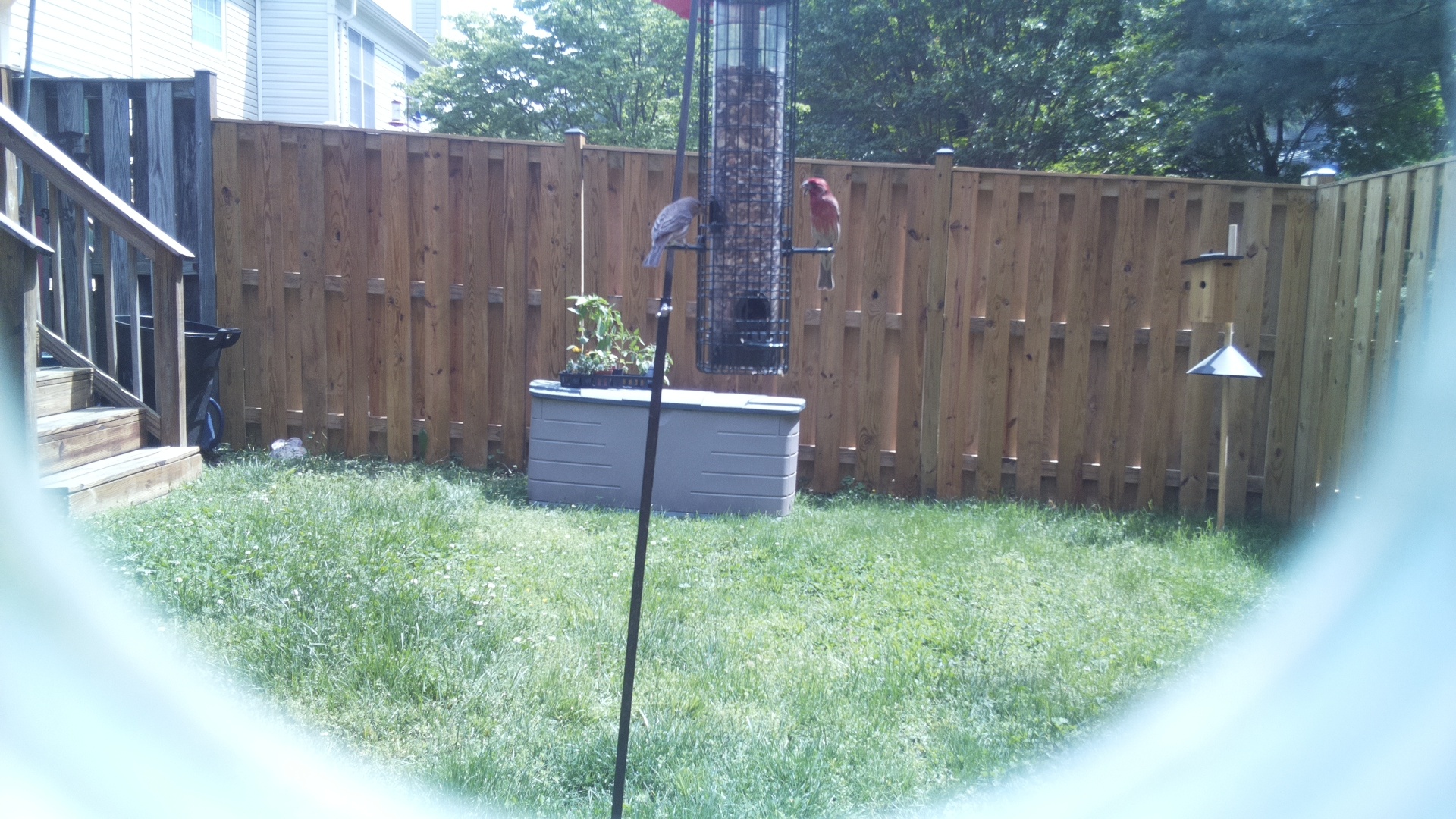 Unknown Bird
