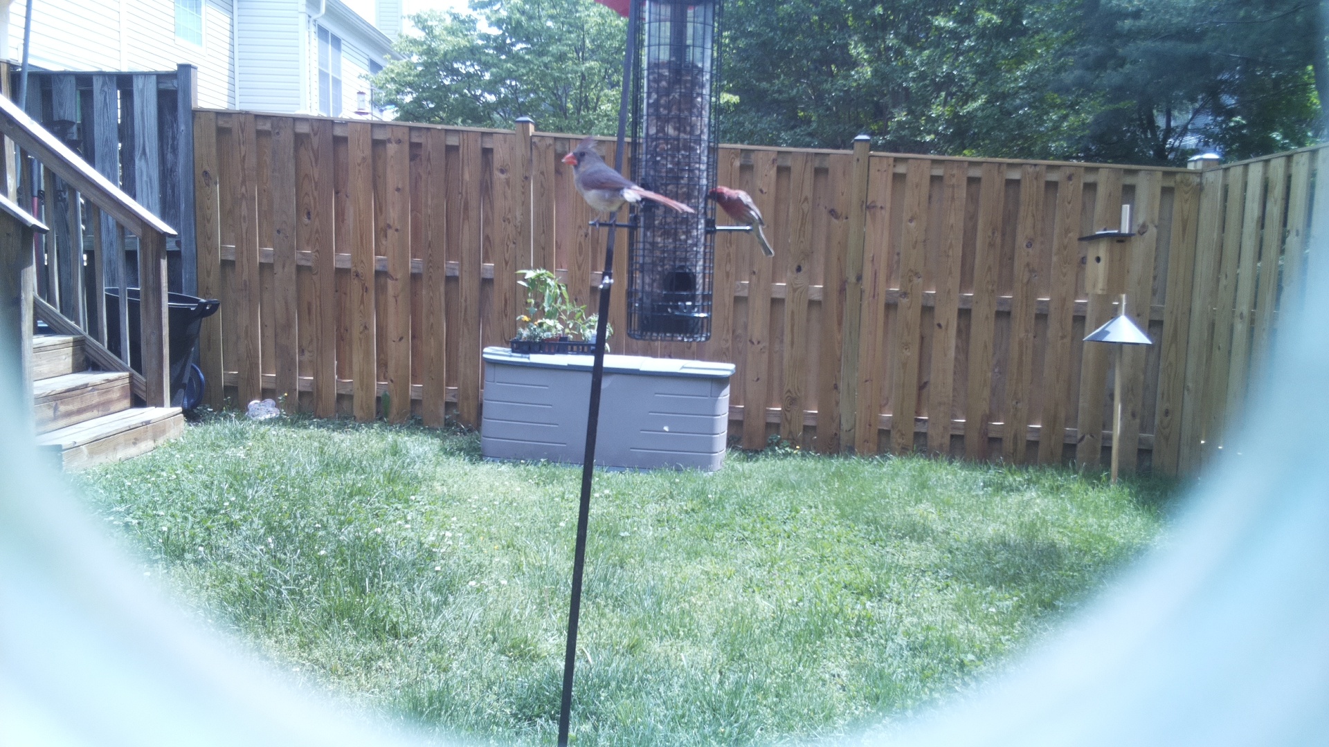 Unknown Bird