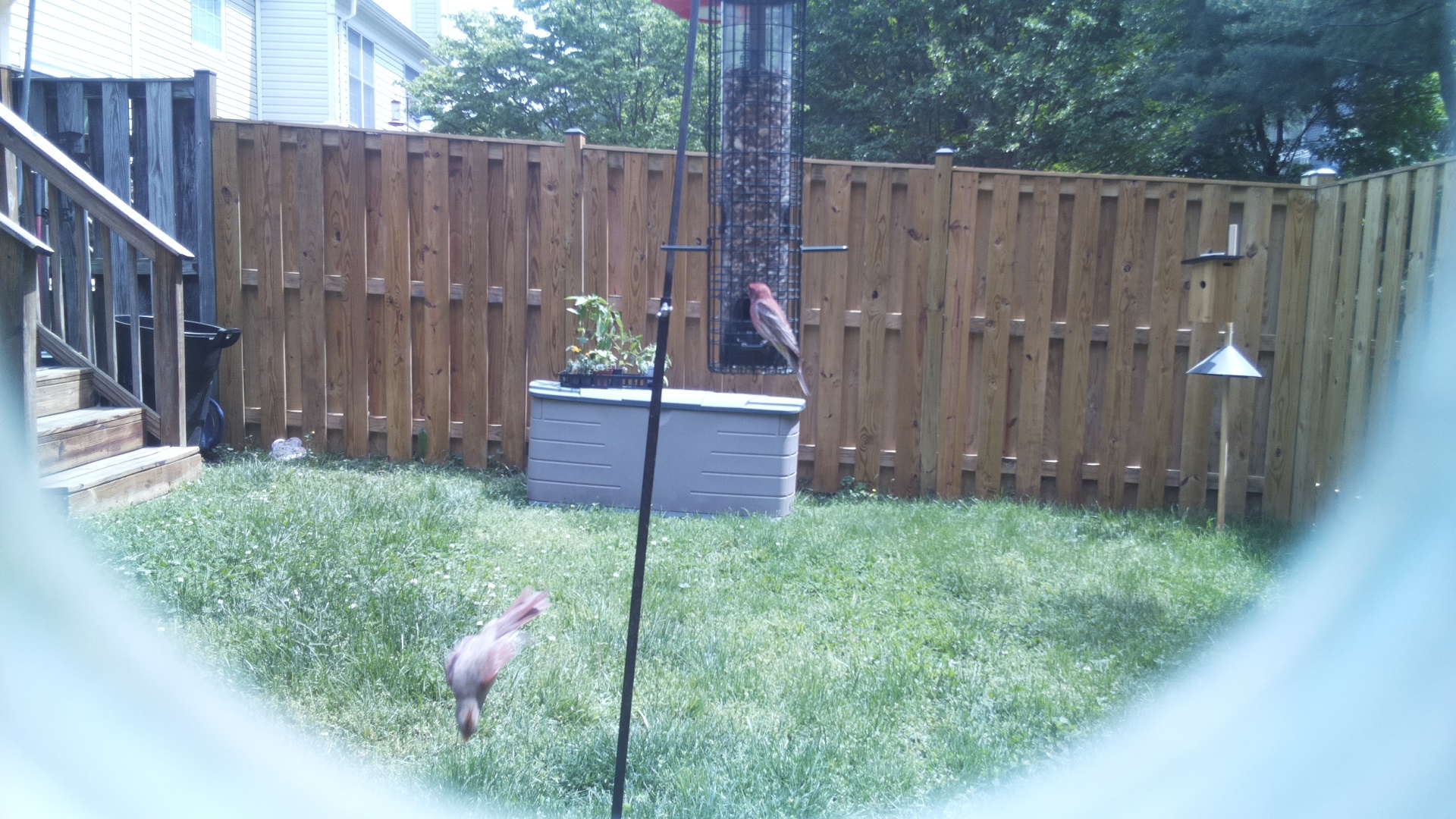 Unknown Bird