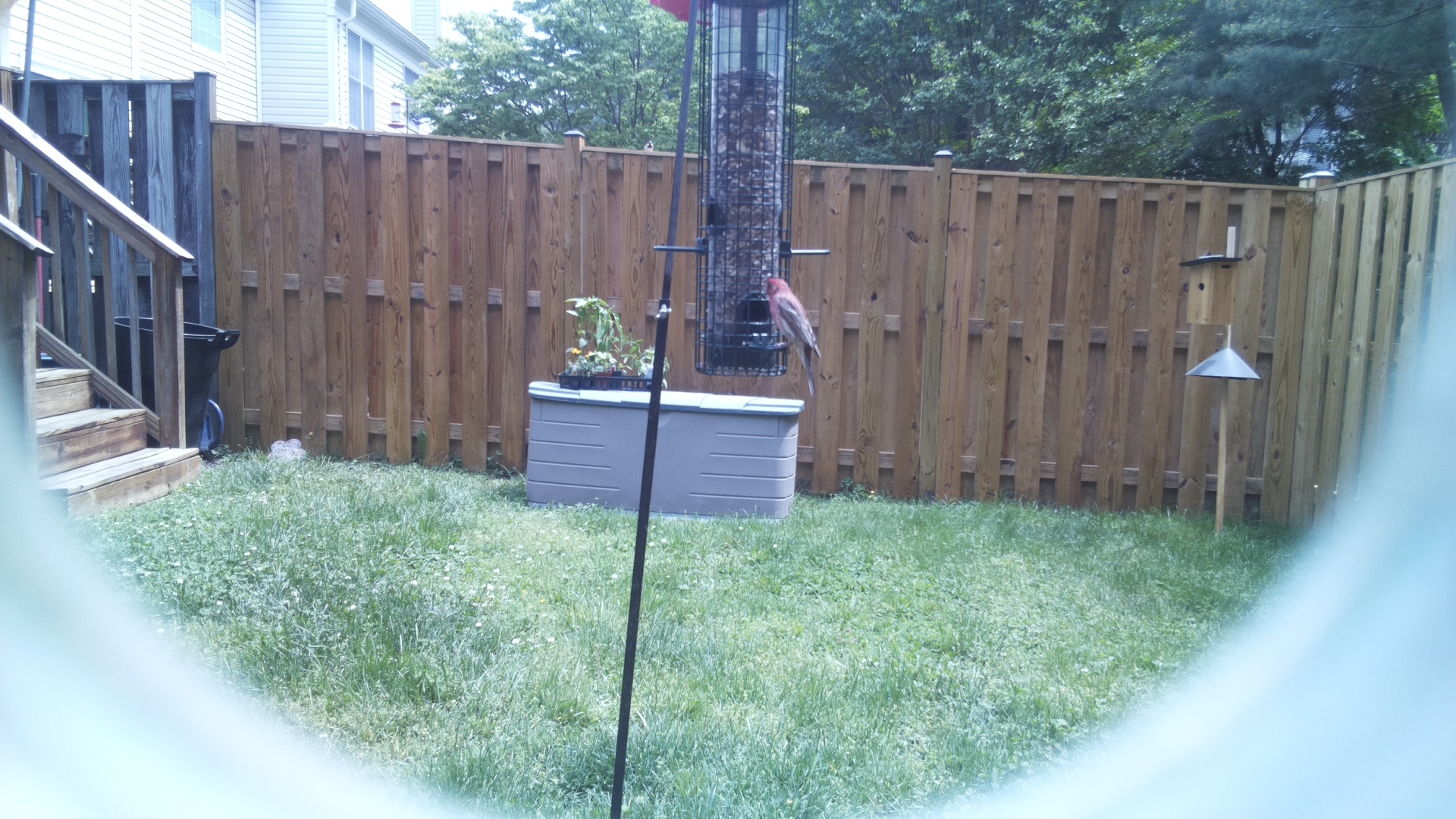 Unknown Bird