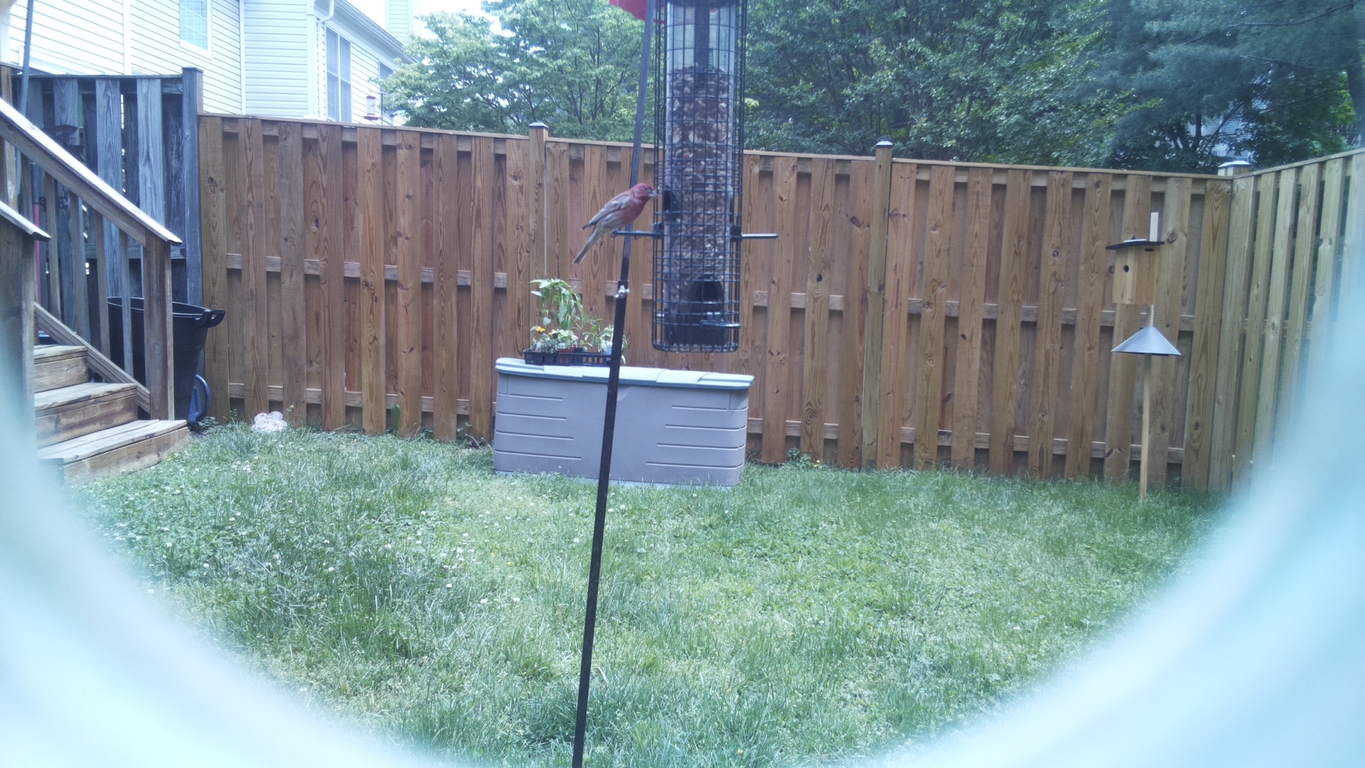 Unknown Bird
