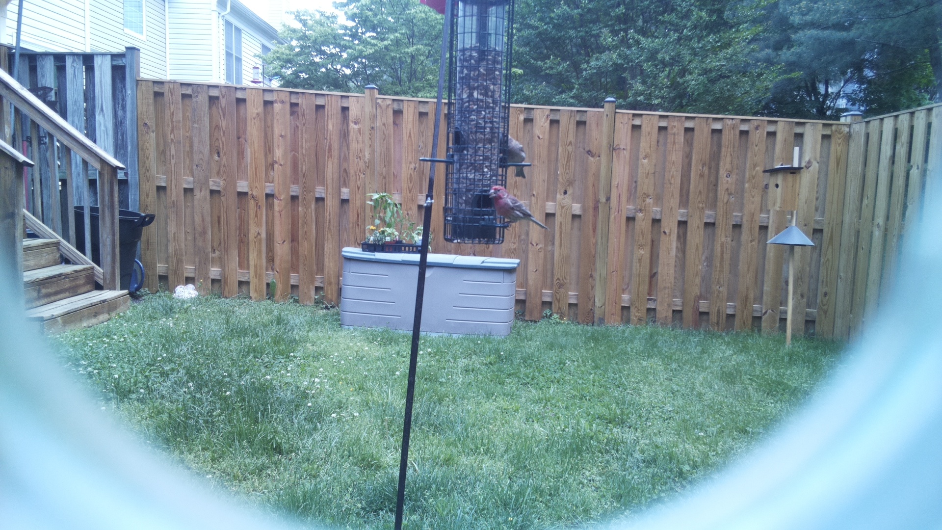 Unknown Bird