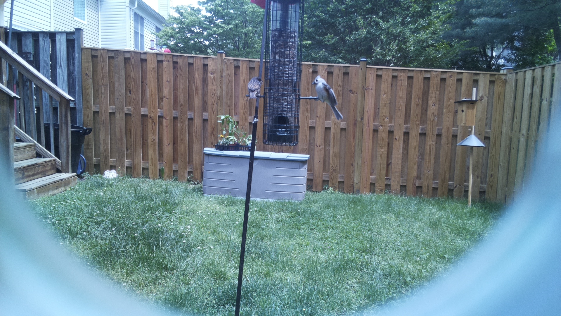 Unknown Bird