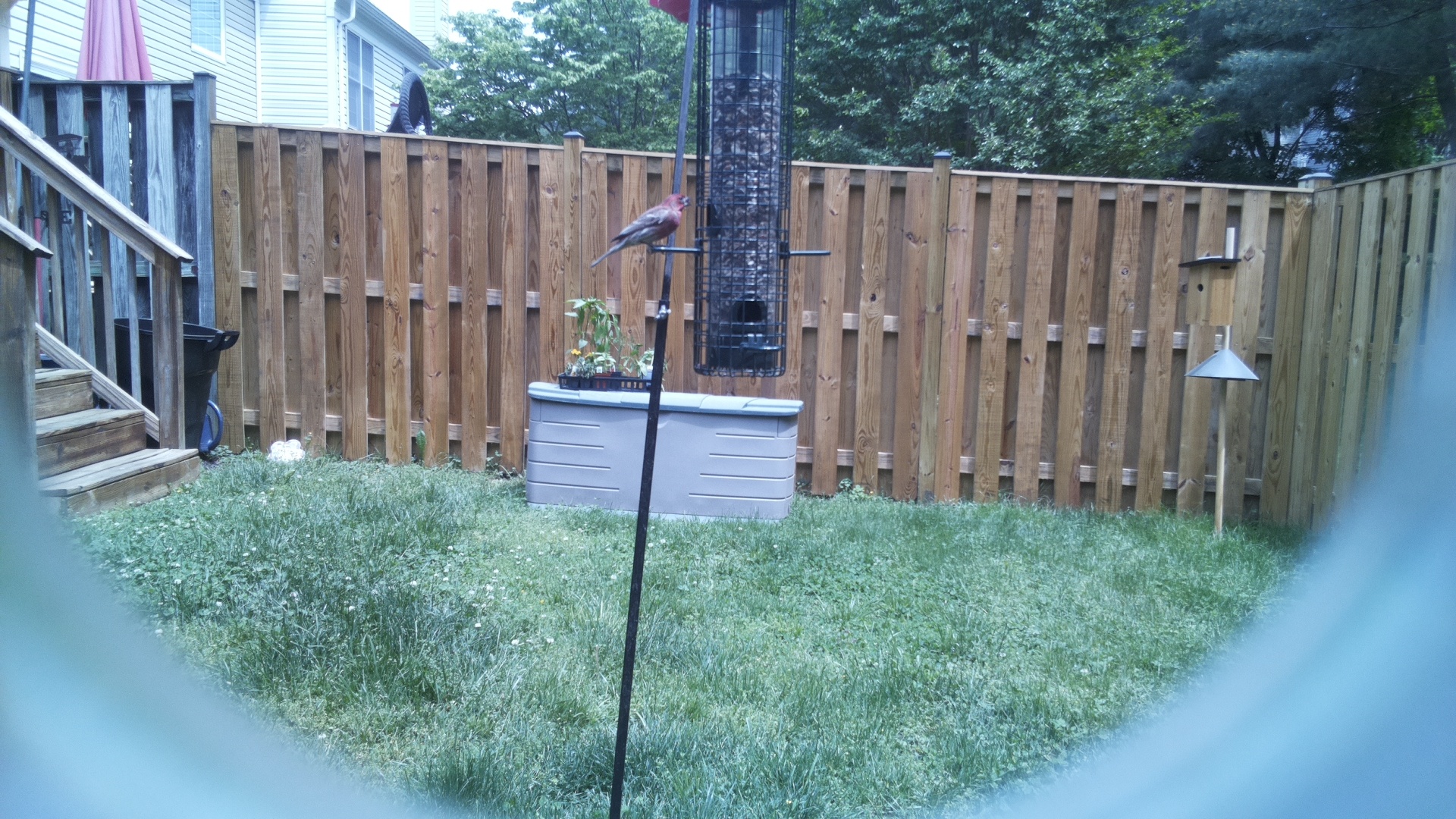Unknown Bird